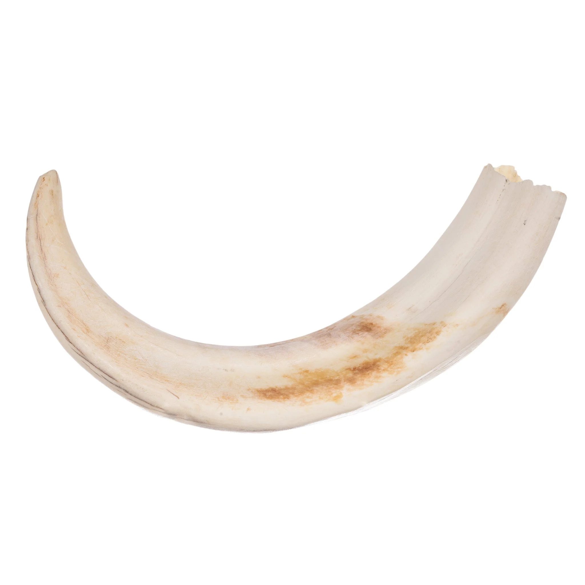 Real Warthog Tusk - Image 8