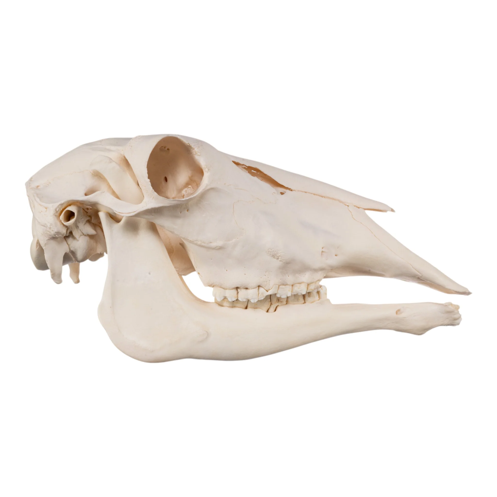 Real Waterbuck Skull - Female - Image 2