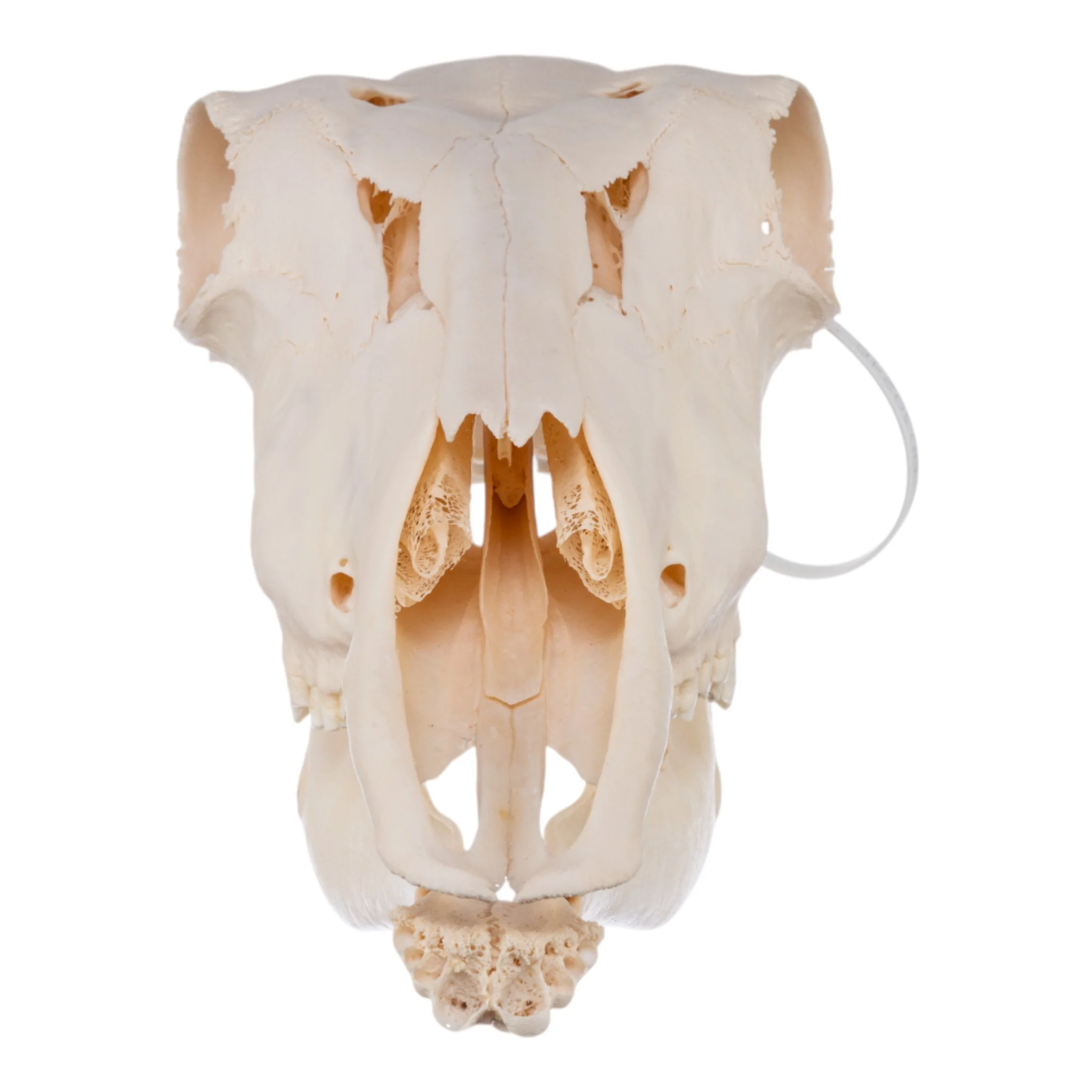 Real Waterbuck Skull - Female - Image 3