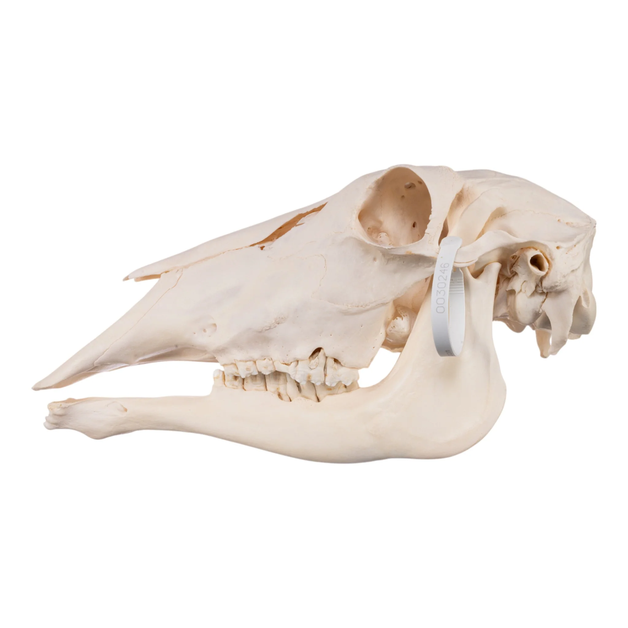 Real Waterbuck Skull - Female - Image 4
