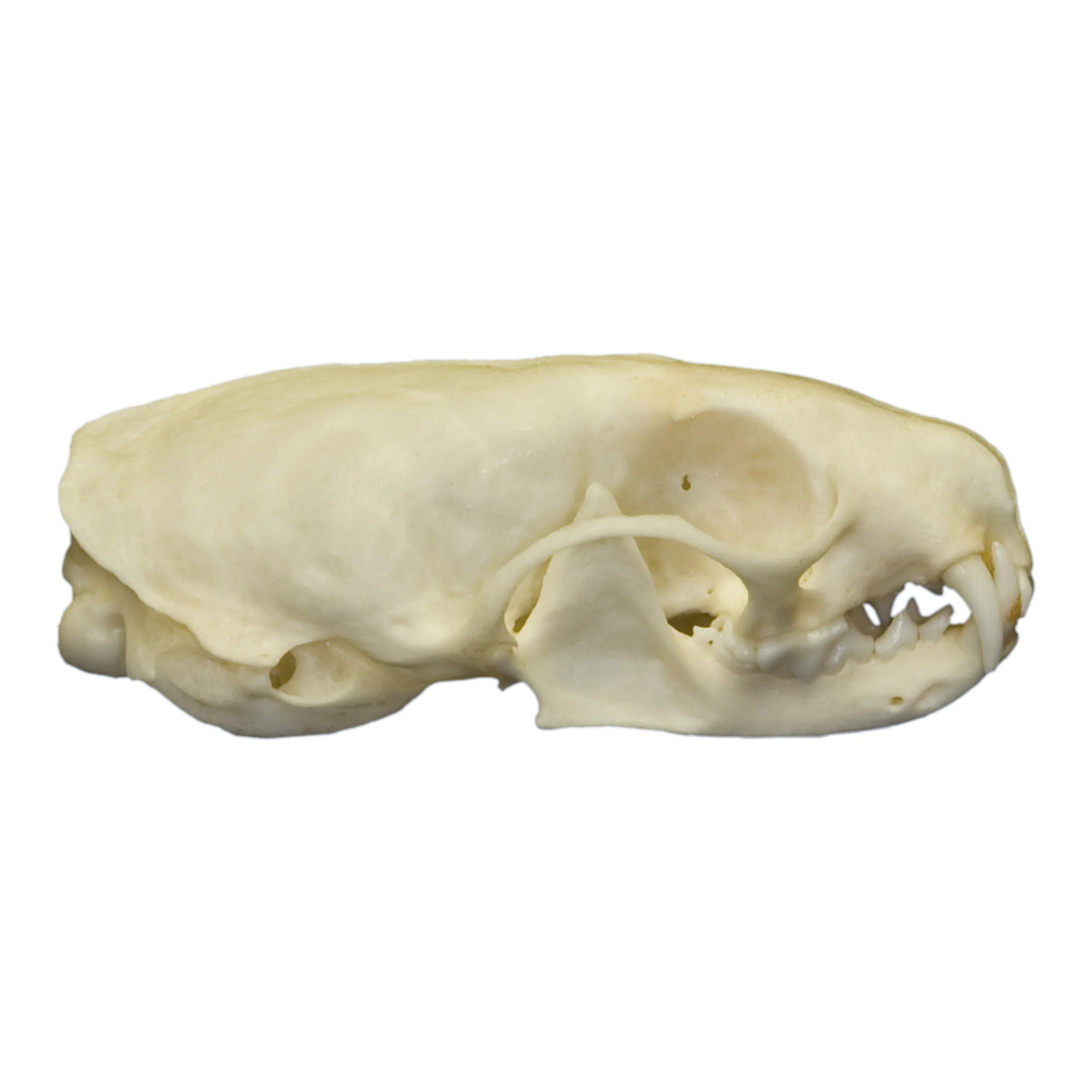 Real Weasel Skull - Image 2