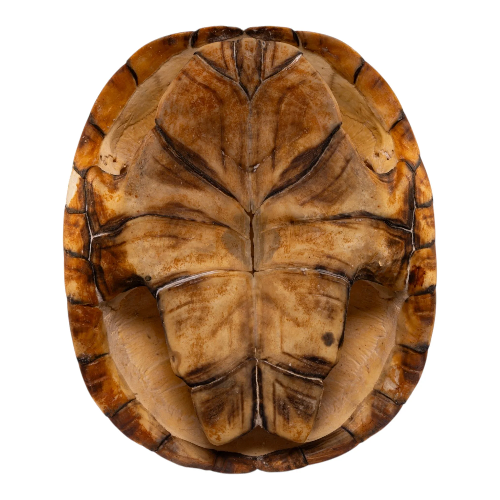 Real West African Helmeted Turtle Skull and Shell - Image 3