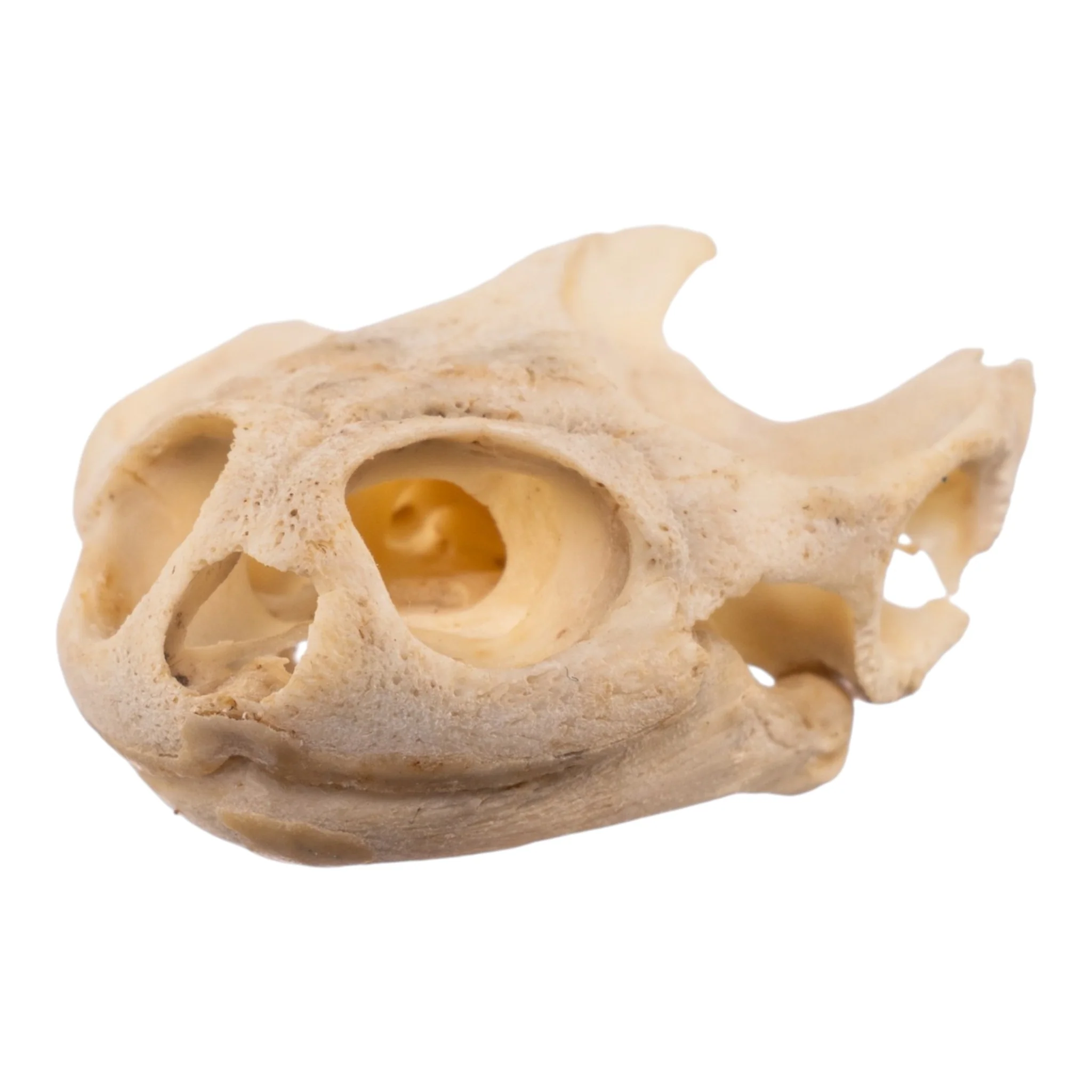 Real West African Helmeted Turtle Skull and Shell - Image 4