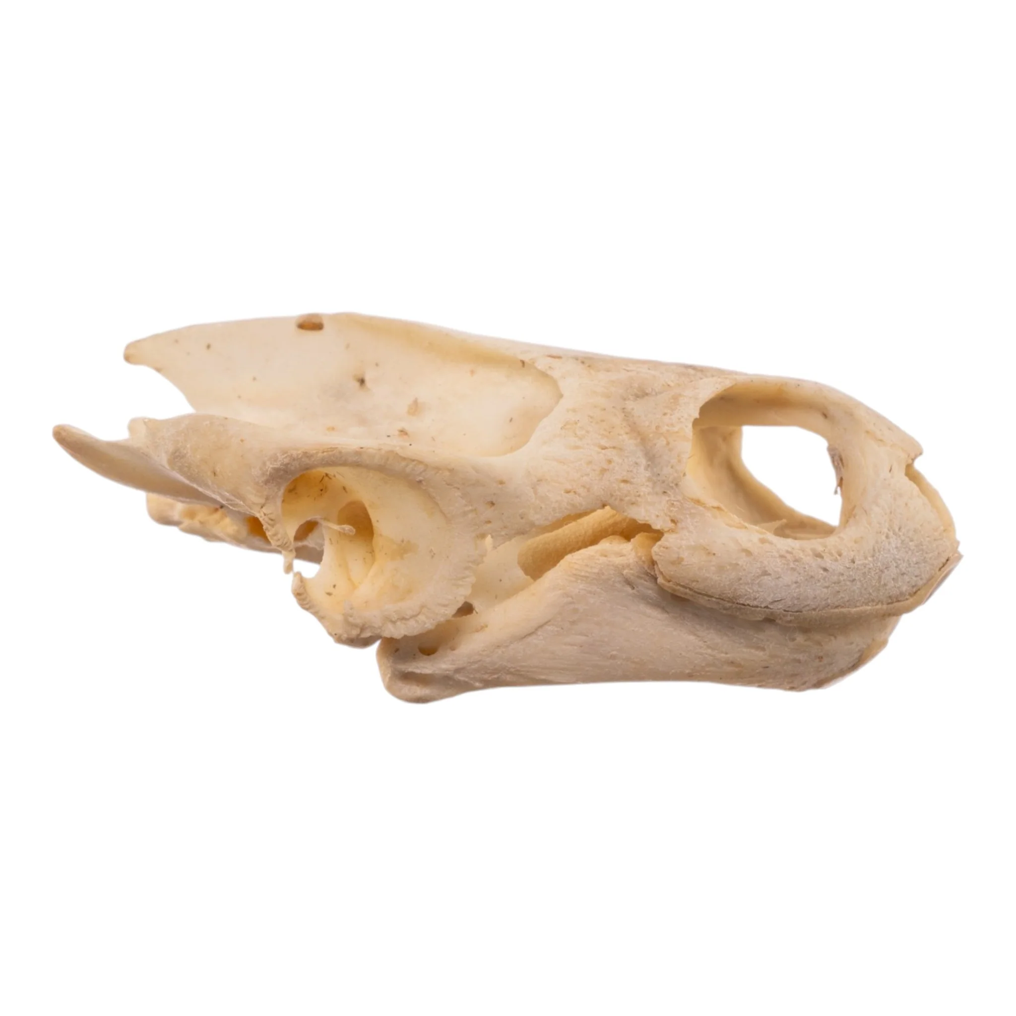 Real West African Helmeted Turtle Skull and Shell - Image 5