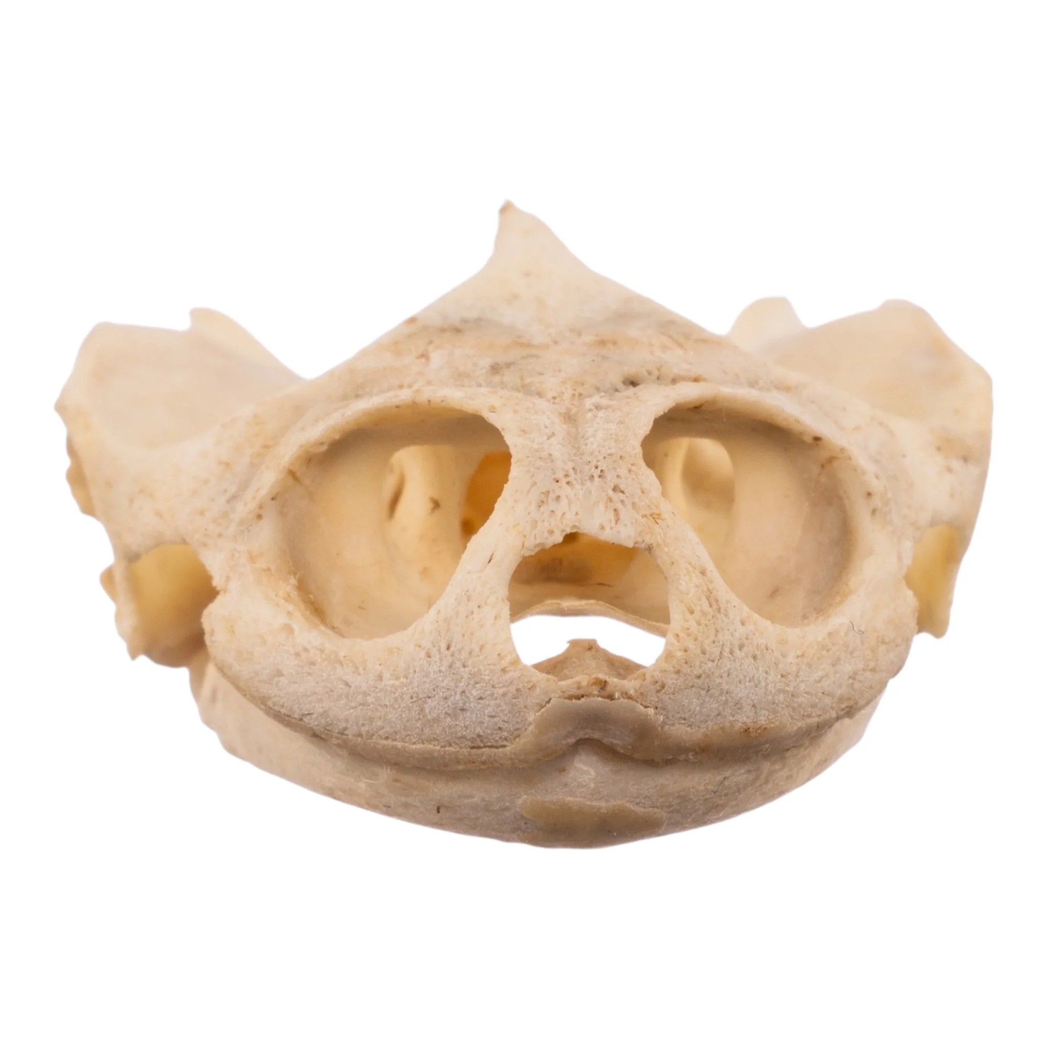 Real West African Helmeted Turtle Skull and Shell - Image 6