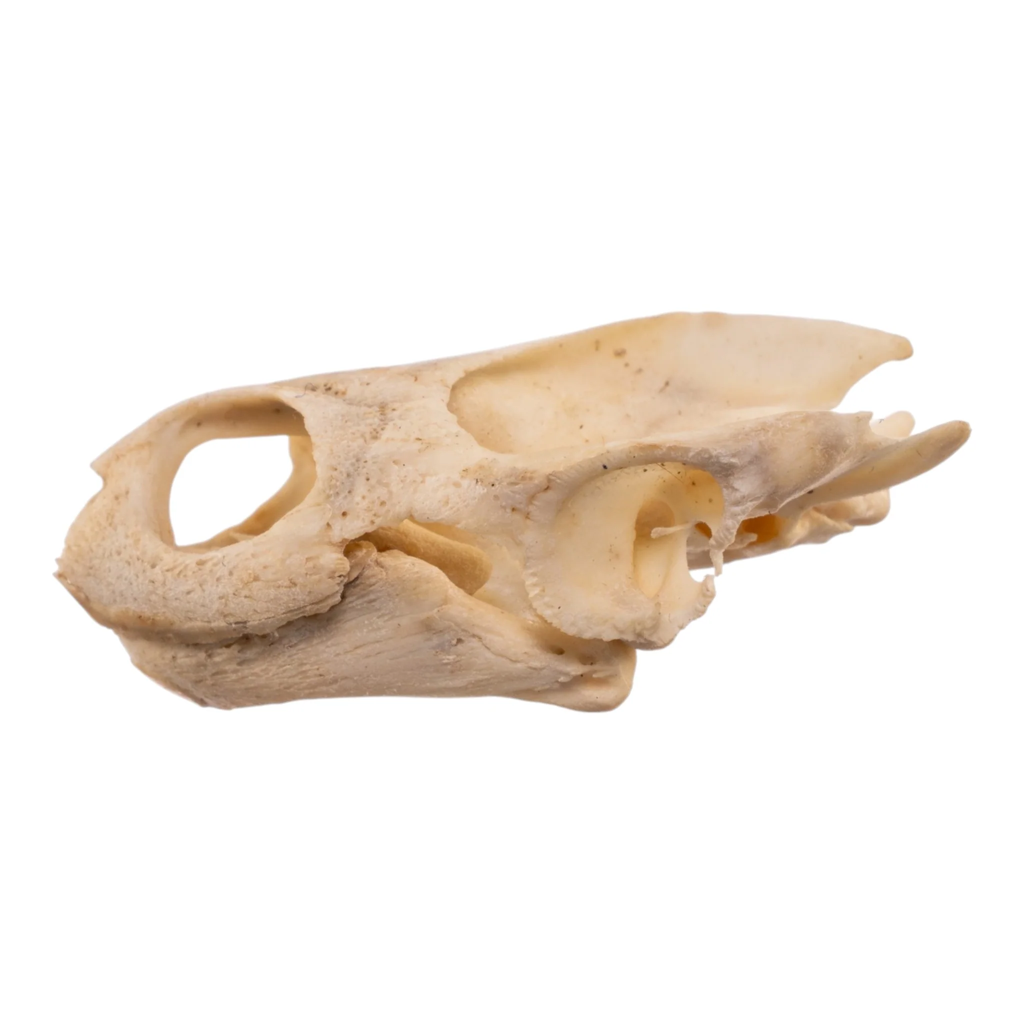 Real West African Helmeted Turtle Skull and Shell - Image 7