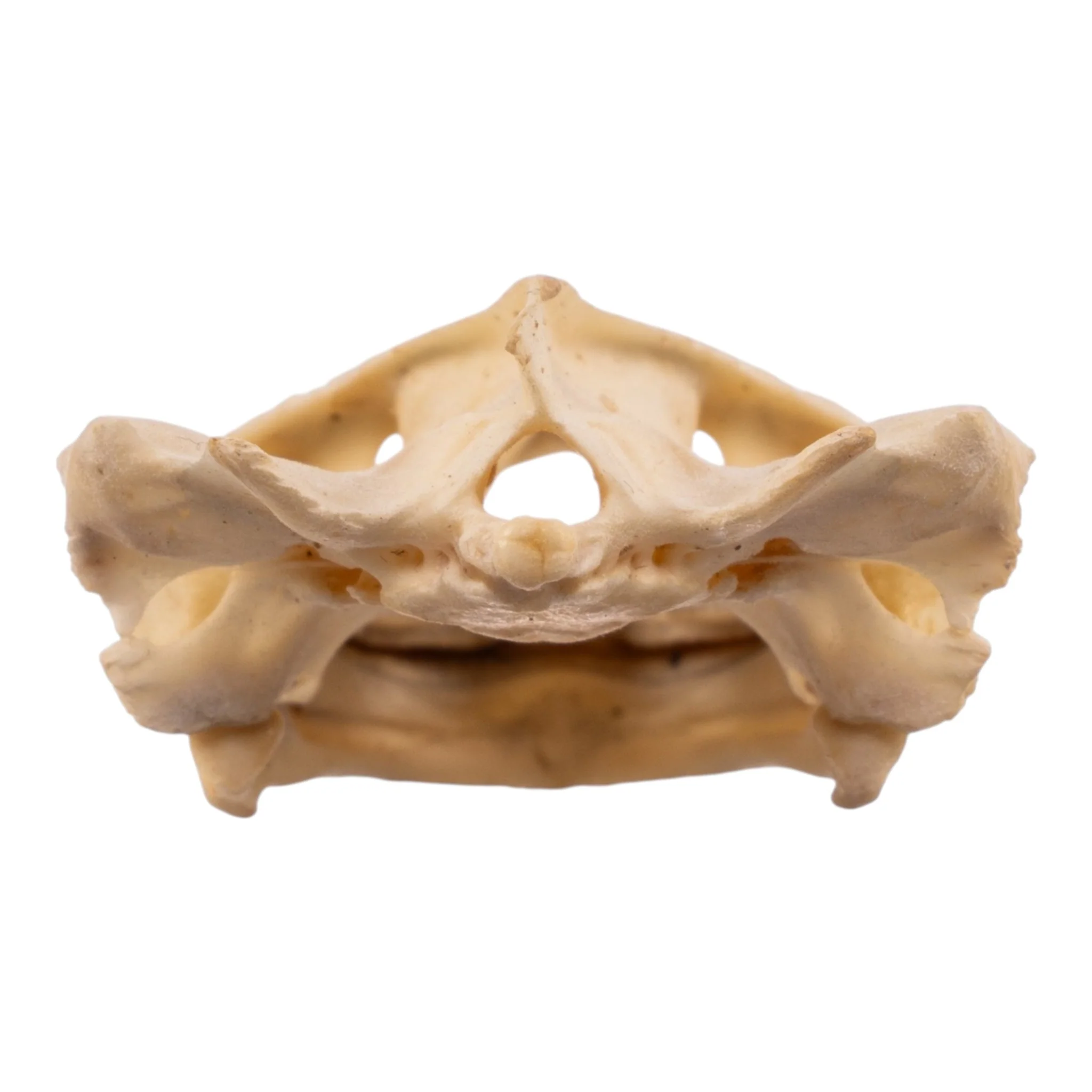 Real West African Helmeted Turtle Skull and Shell - Image 8