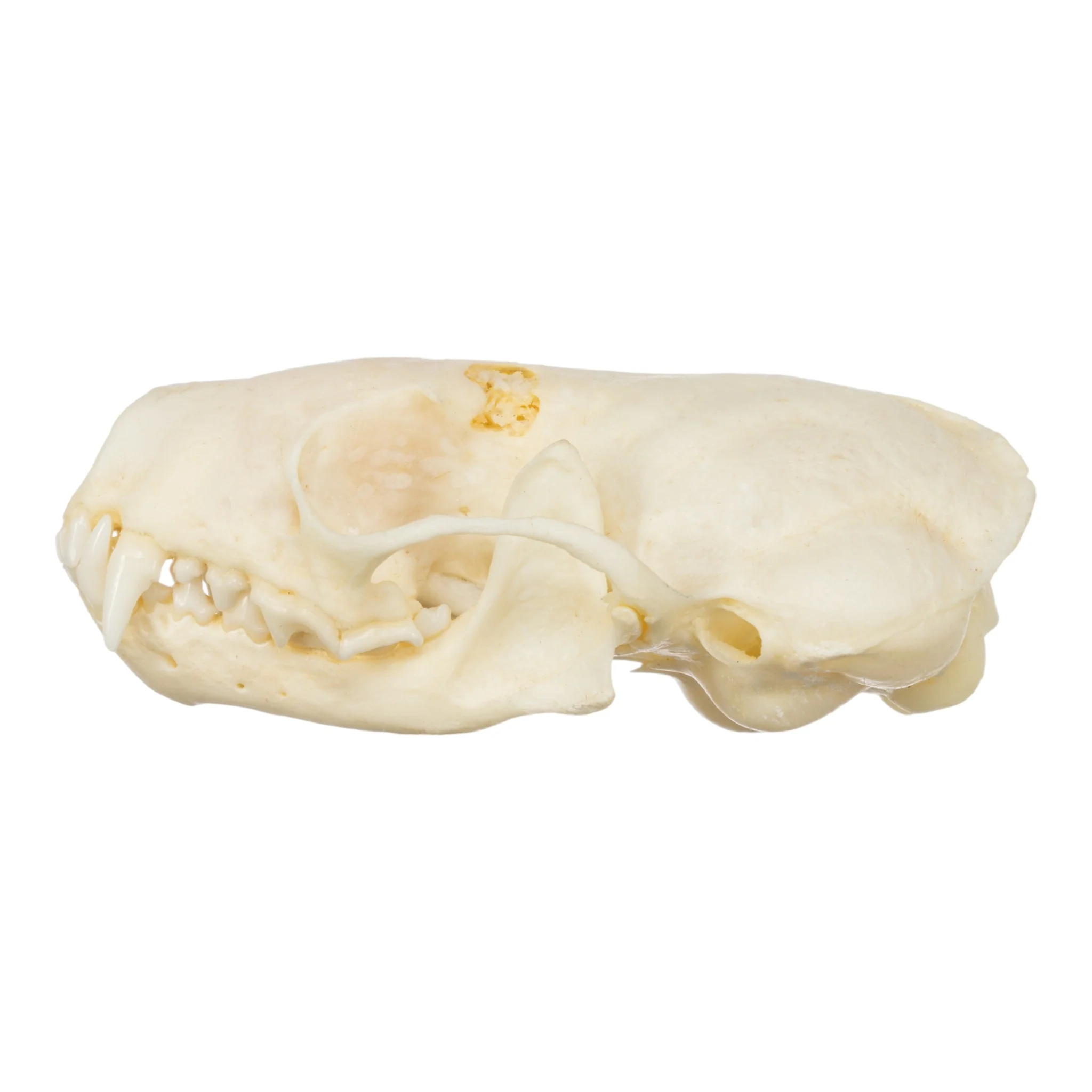 Real Western Spotted Skunk Skull - Image 4
