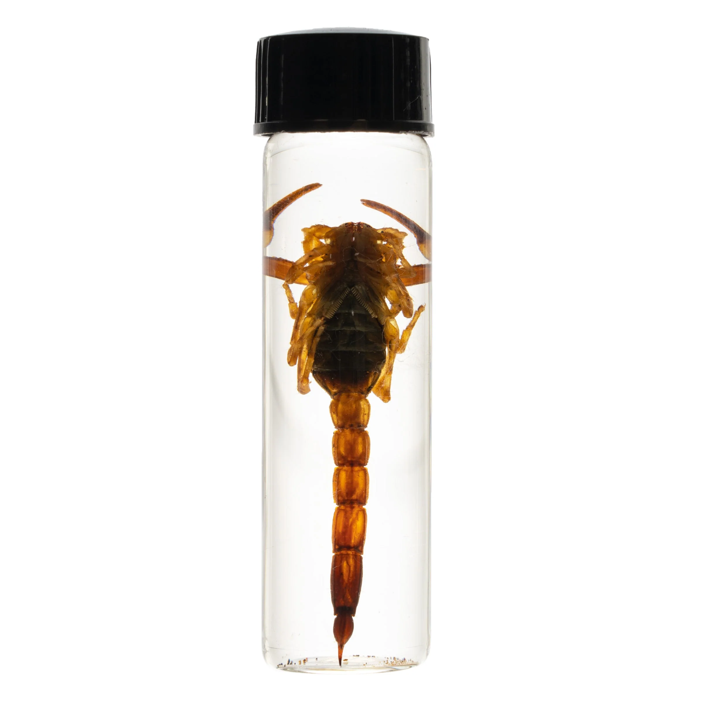 Real Wet Specimen in Alcohol - Arizona Bark Scorpion - Image 2