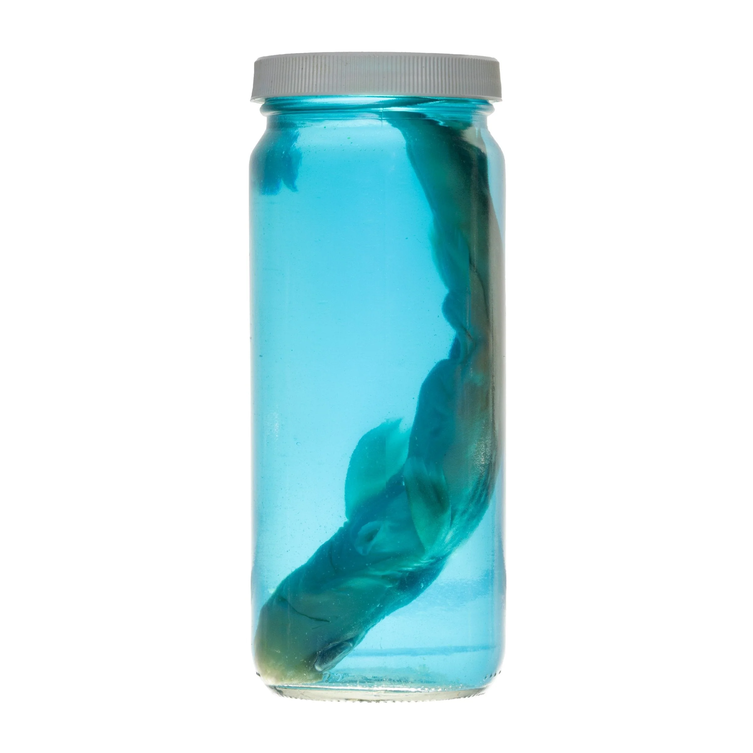 Real Wet Specimen in Alcohol - Spiny Dogfish Shark - Image 2