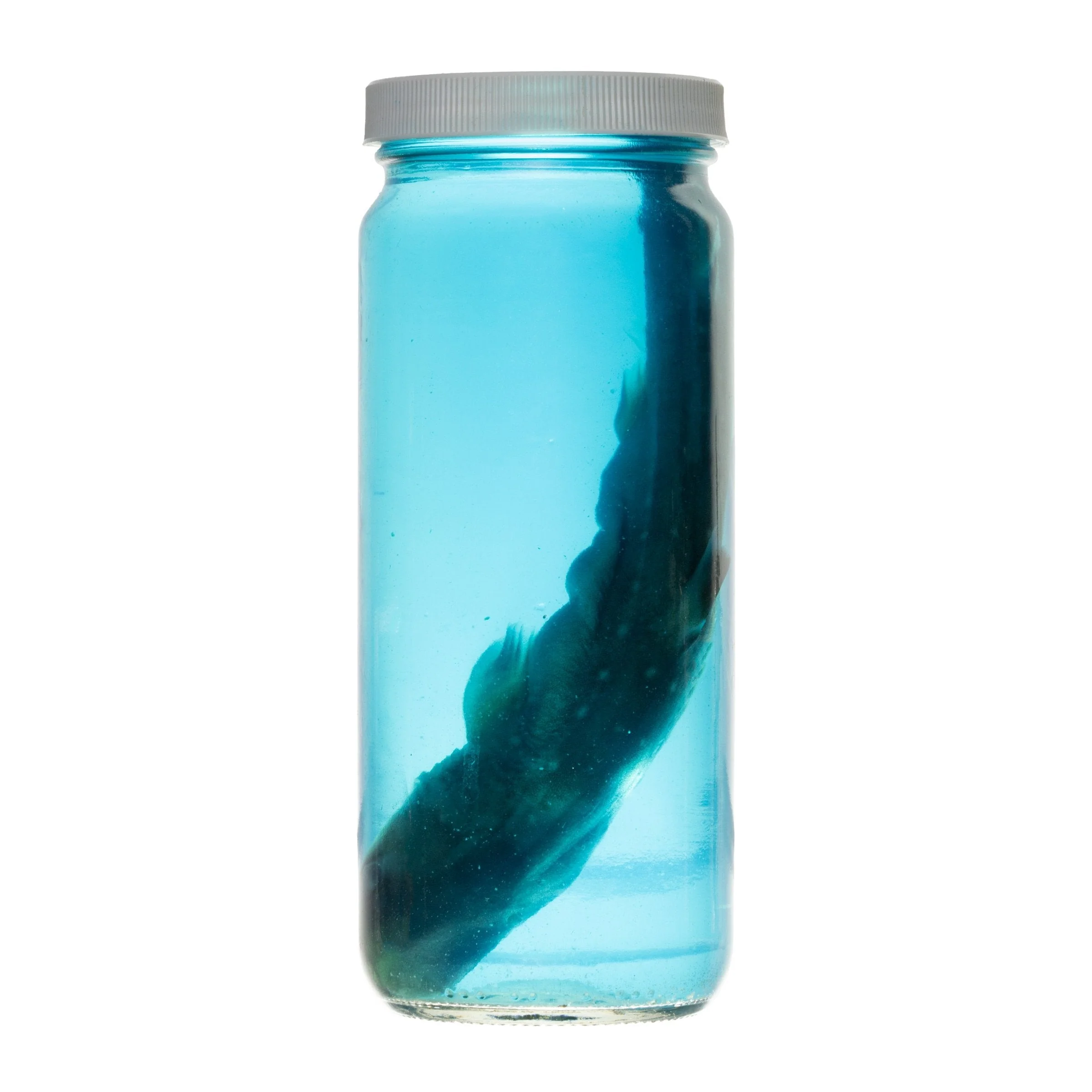Real Wet Specimen in Alcohol - Spiny Dogfish Shark - Image 3