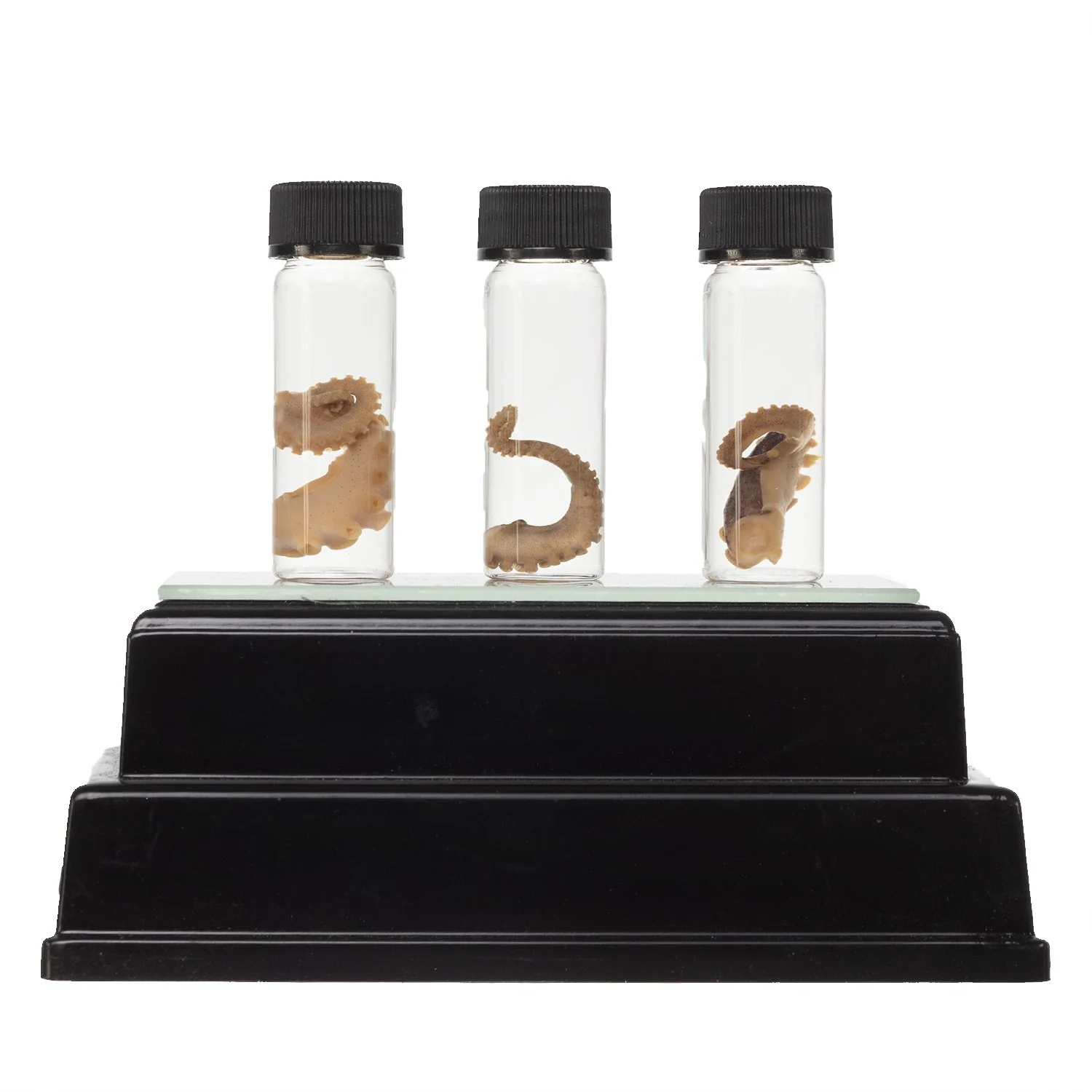 Real Tentacle Wet Specimen - Single - Image 10