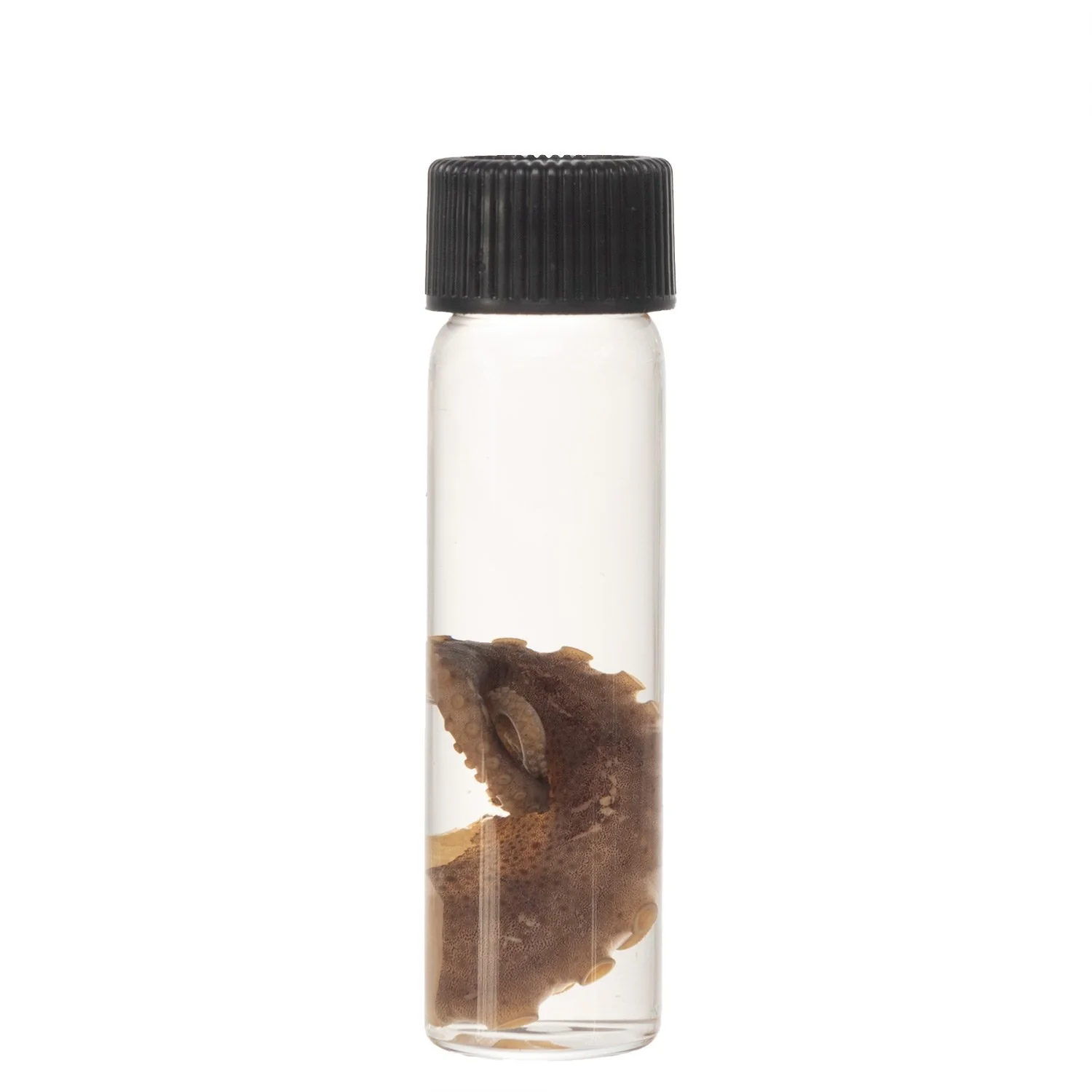 Real Tentacle Wet Specimen - Single - Image 11