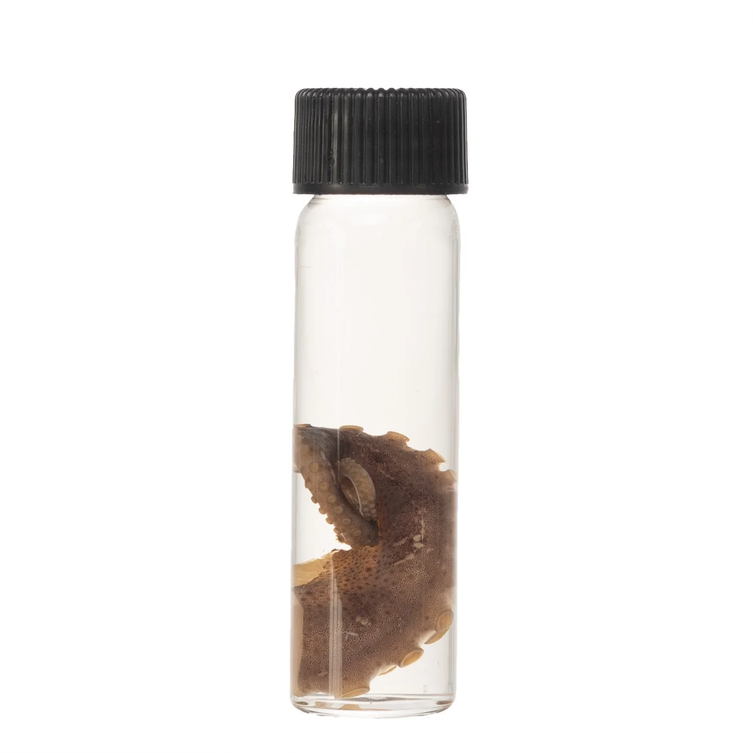 Real Tentacle Wet Specimen - Single - Image 12
