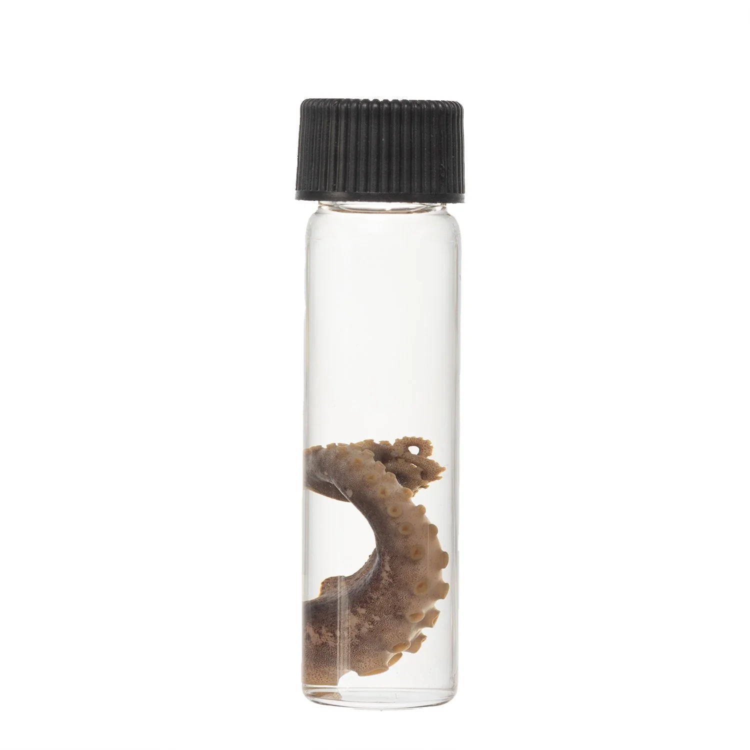 Real Tentacle Wet Specimen - Single - Image 13