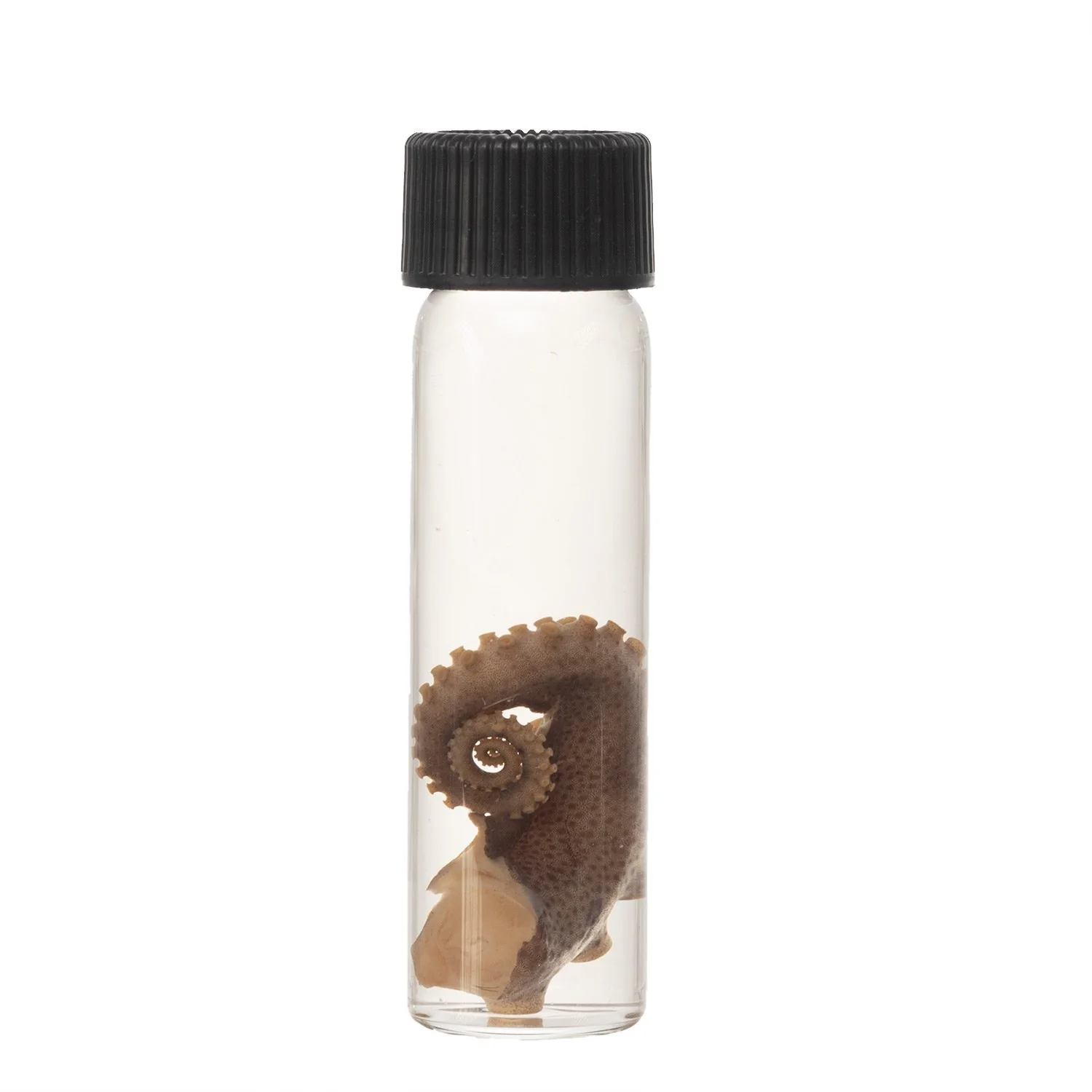 Real Tentacle Wet Specimen - Single - Image 14
