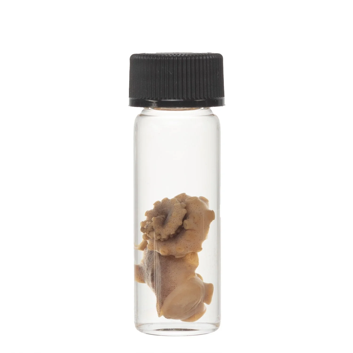 Real Tentacle Wet Specimen - Single - Image 15