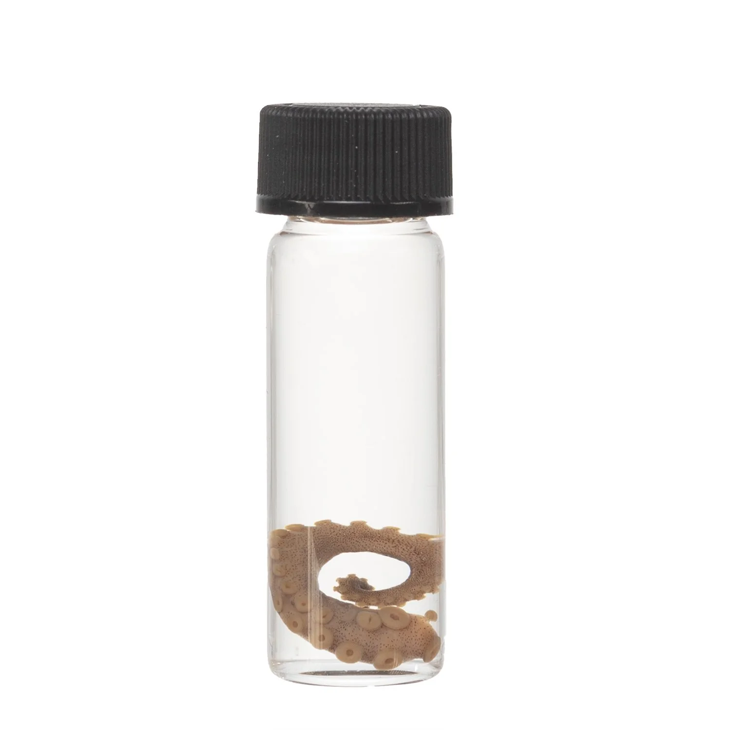 Real Tentacle Wet Specimen - Single - Image 16