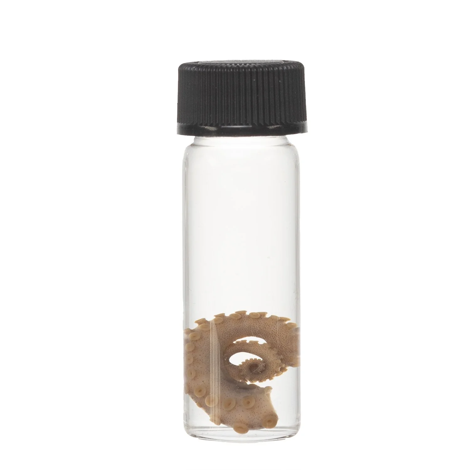 Real Tentacle Wet Specimen - Single - Image 17