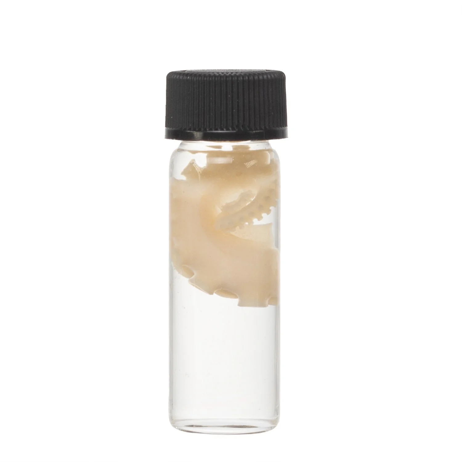 Real Tentacle Wet Specimen - Single - Image 18