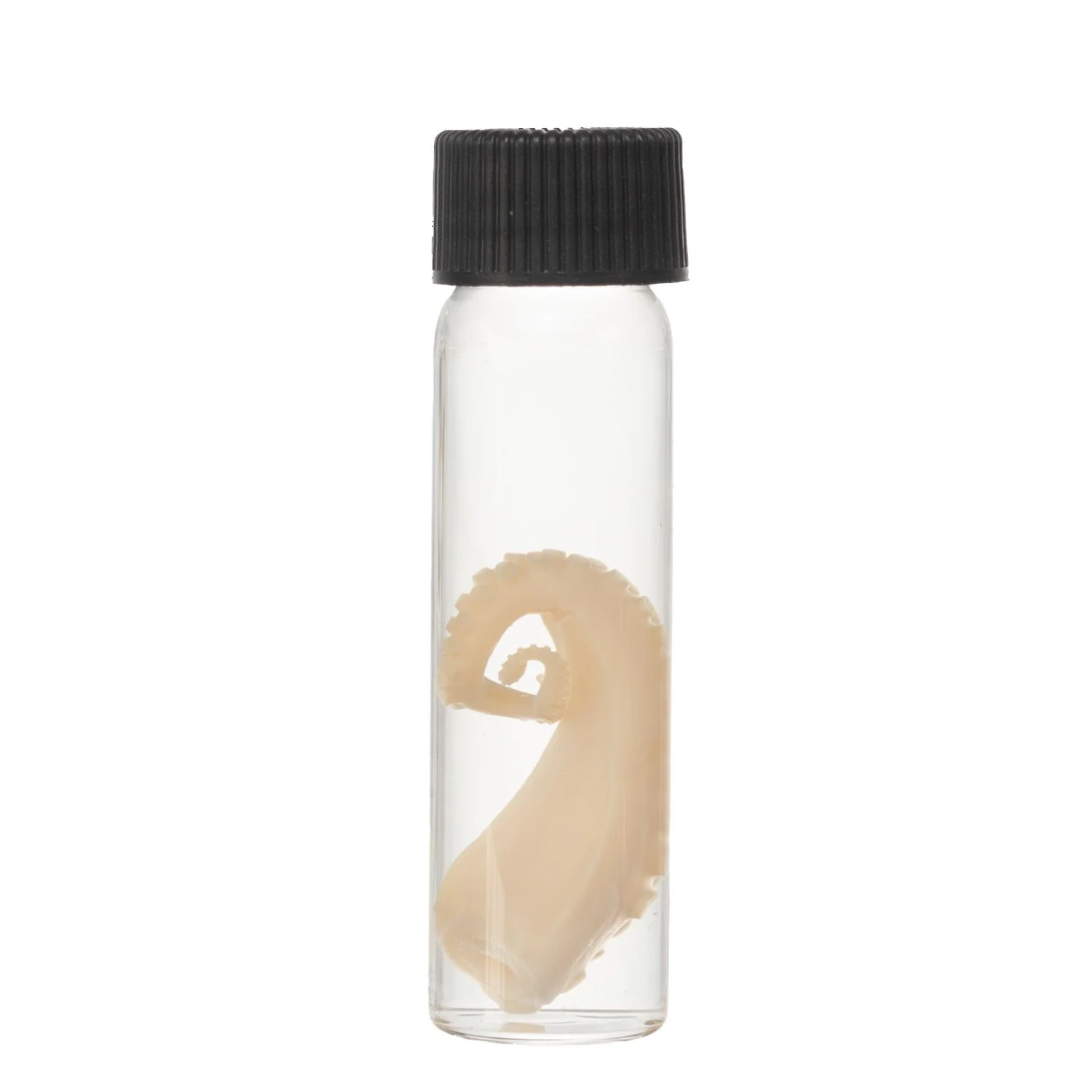 Real Tentacle Wet Specimen - Single - Image 19
