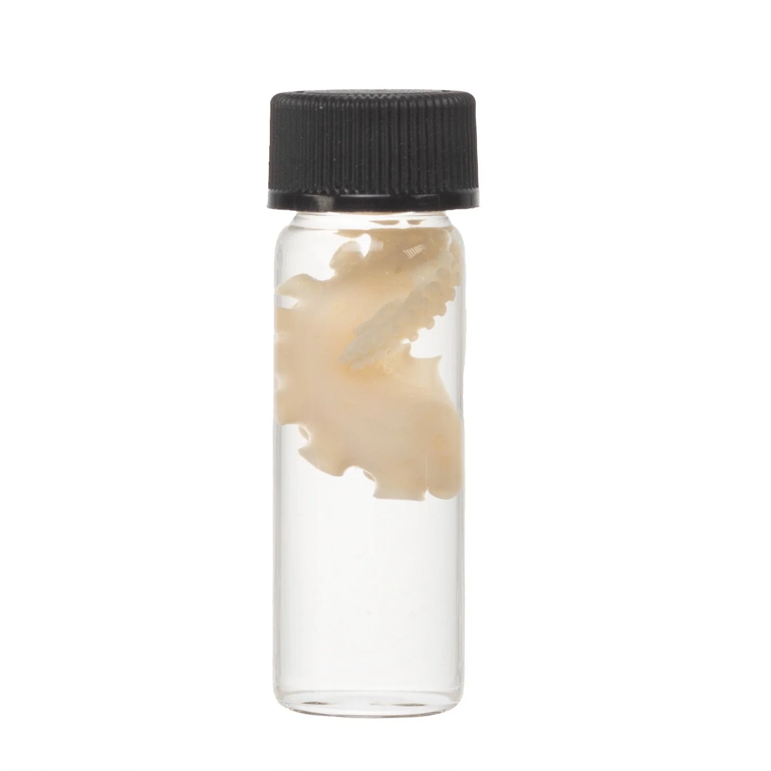 Real Tentacle Wet Specimen - Single - Image 20