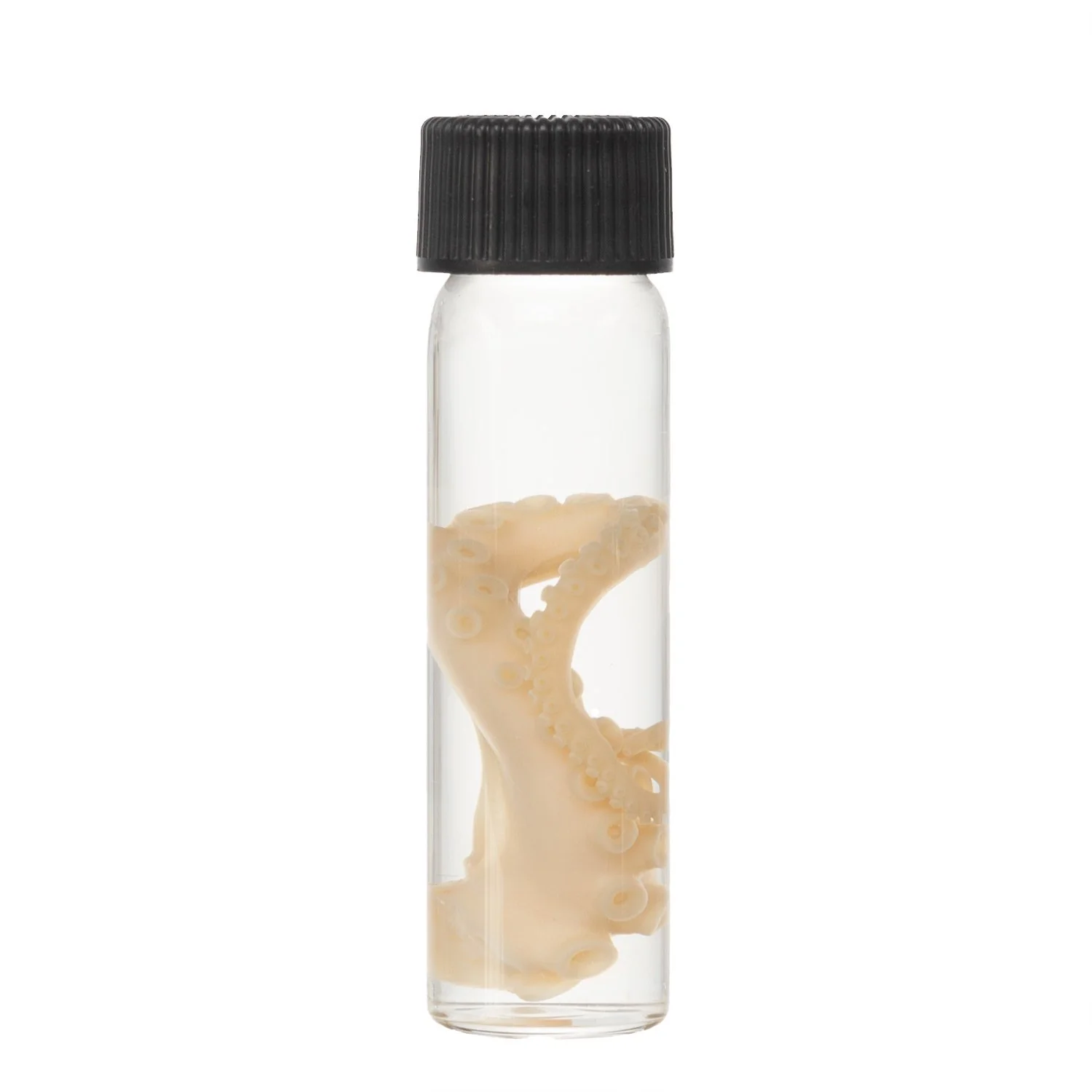 Real Tentacle Wet Specimen - Single - Image 21