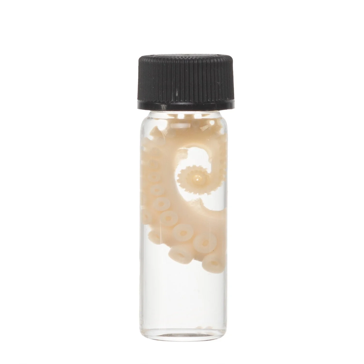 Real Tentacle Wet Specimen - Single - Image 22