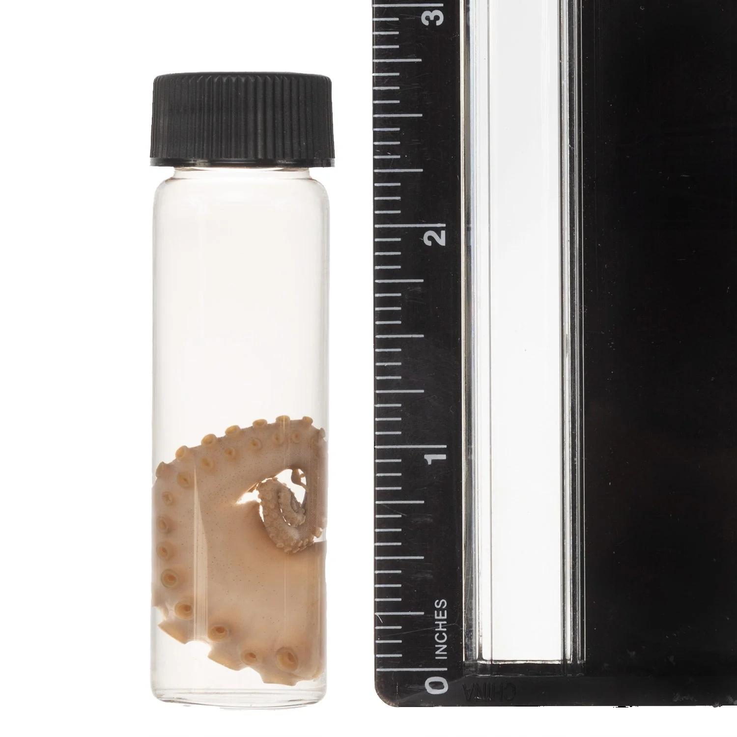 Real Tentacle Wet Specimen - Single - Image 3