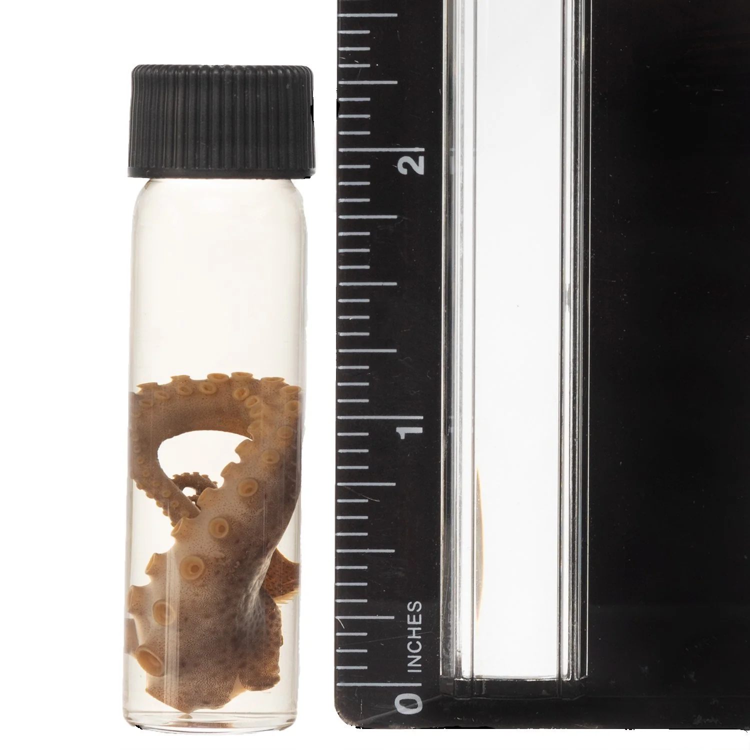 Real Tentacle Wet Specimen - Single - Image 4