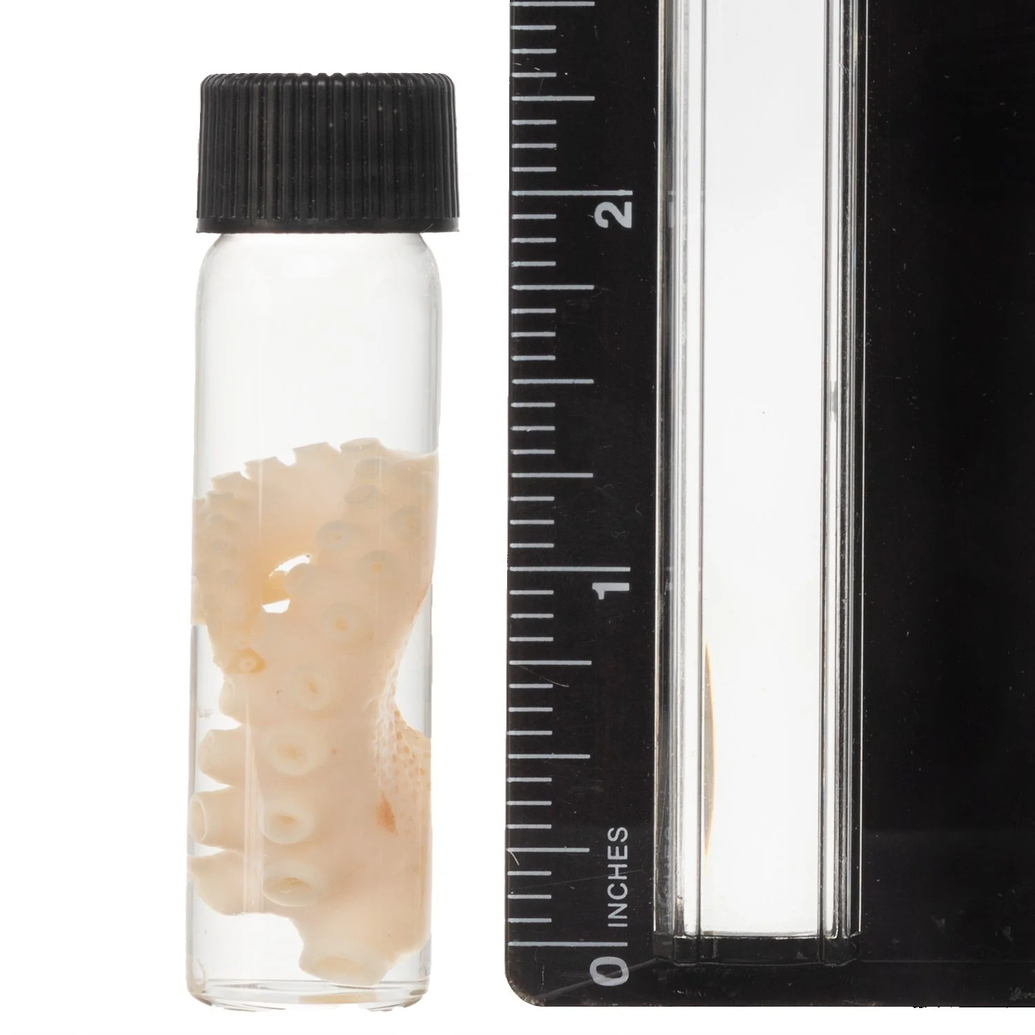 Real Tentacle Wet Specimen - Single - Image 5