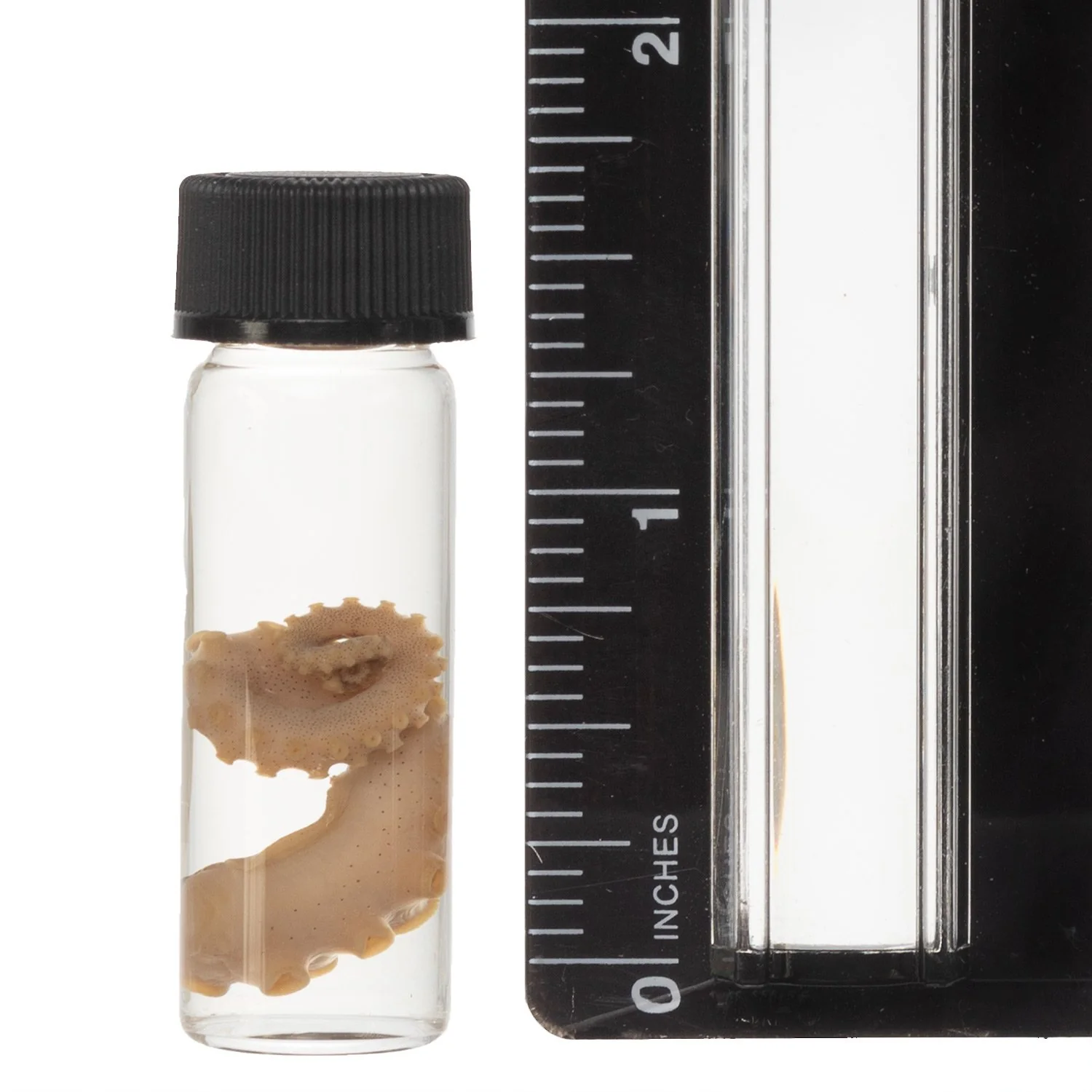 Real Tentacle Wet Specimen - Single - Image 6