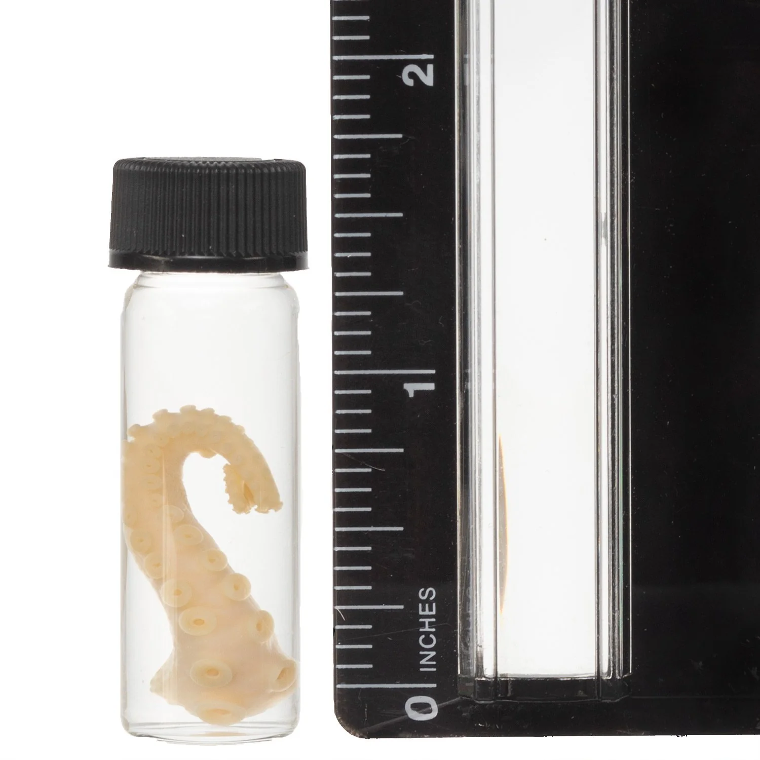 Real Tentacle Wet Specimen - Single - Image 7