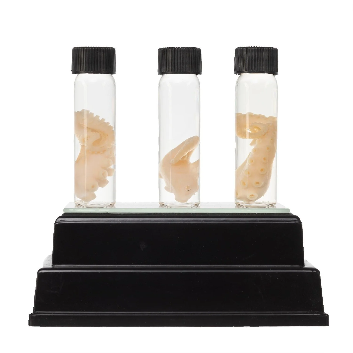 Real Tentacle Wet Specimen - Single - Image 8