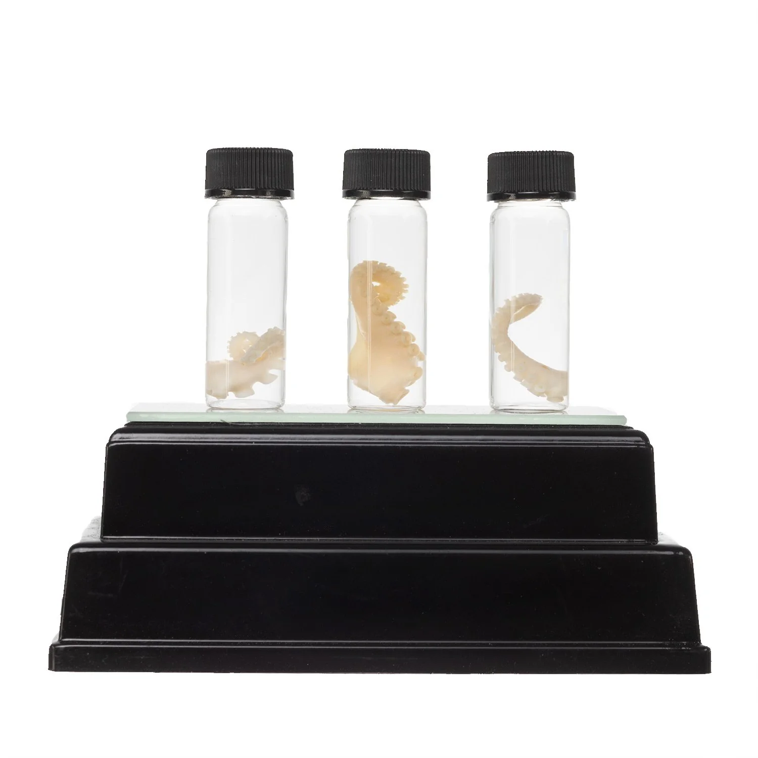 Real Tentacle Wet Specimen - Single - Image 9