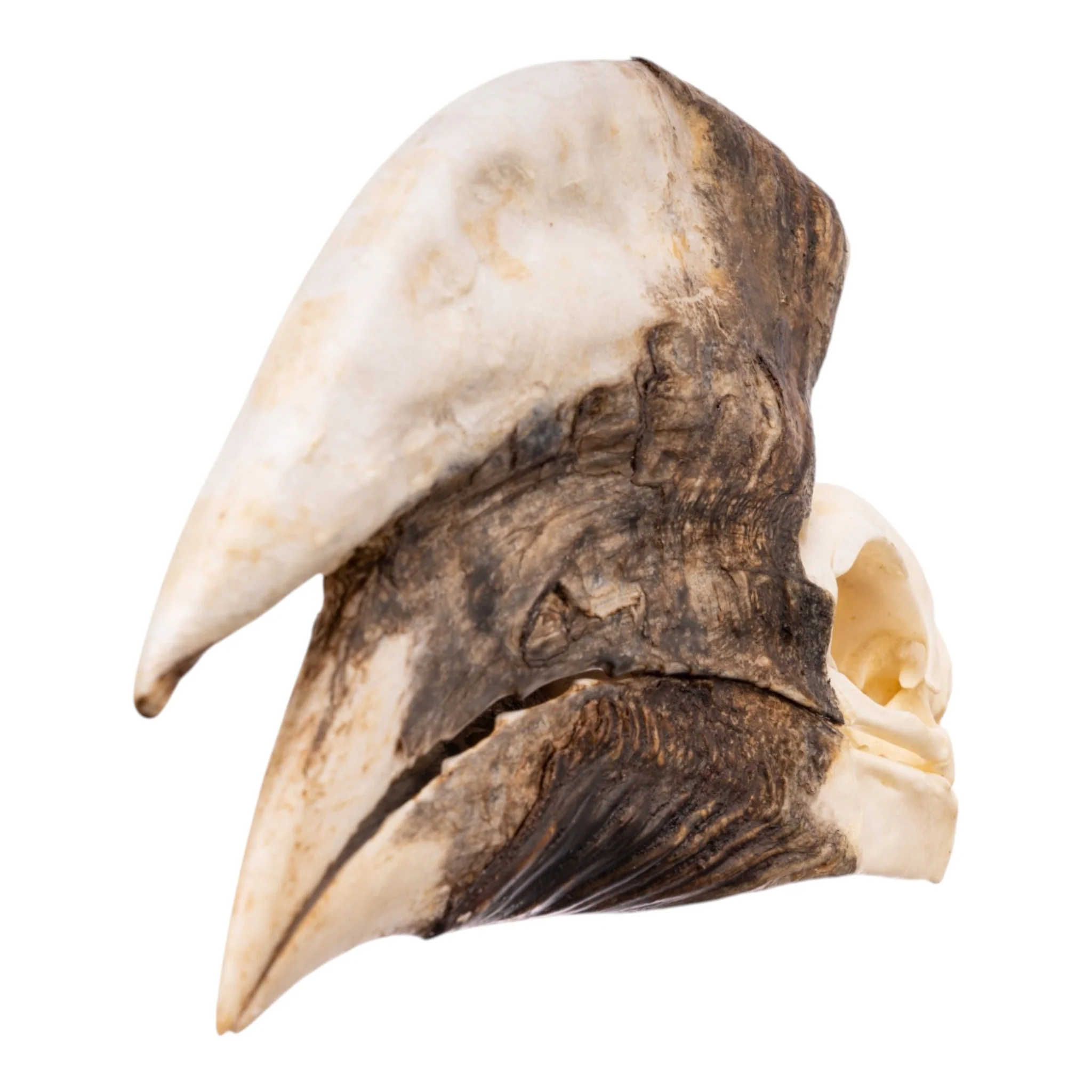 Real White-thighed Hornbill Skull