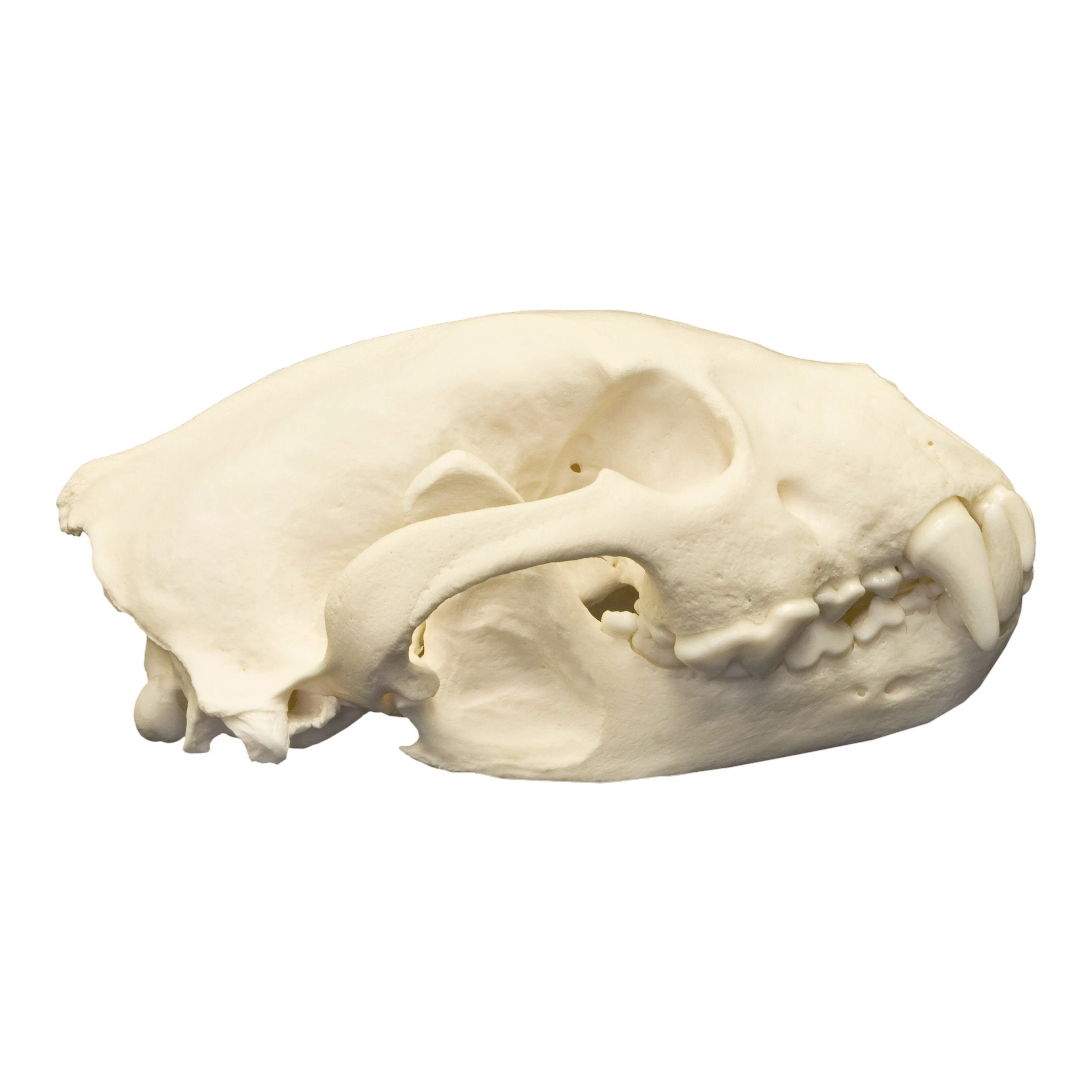 Real Wolverine Skull - Image 2