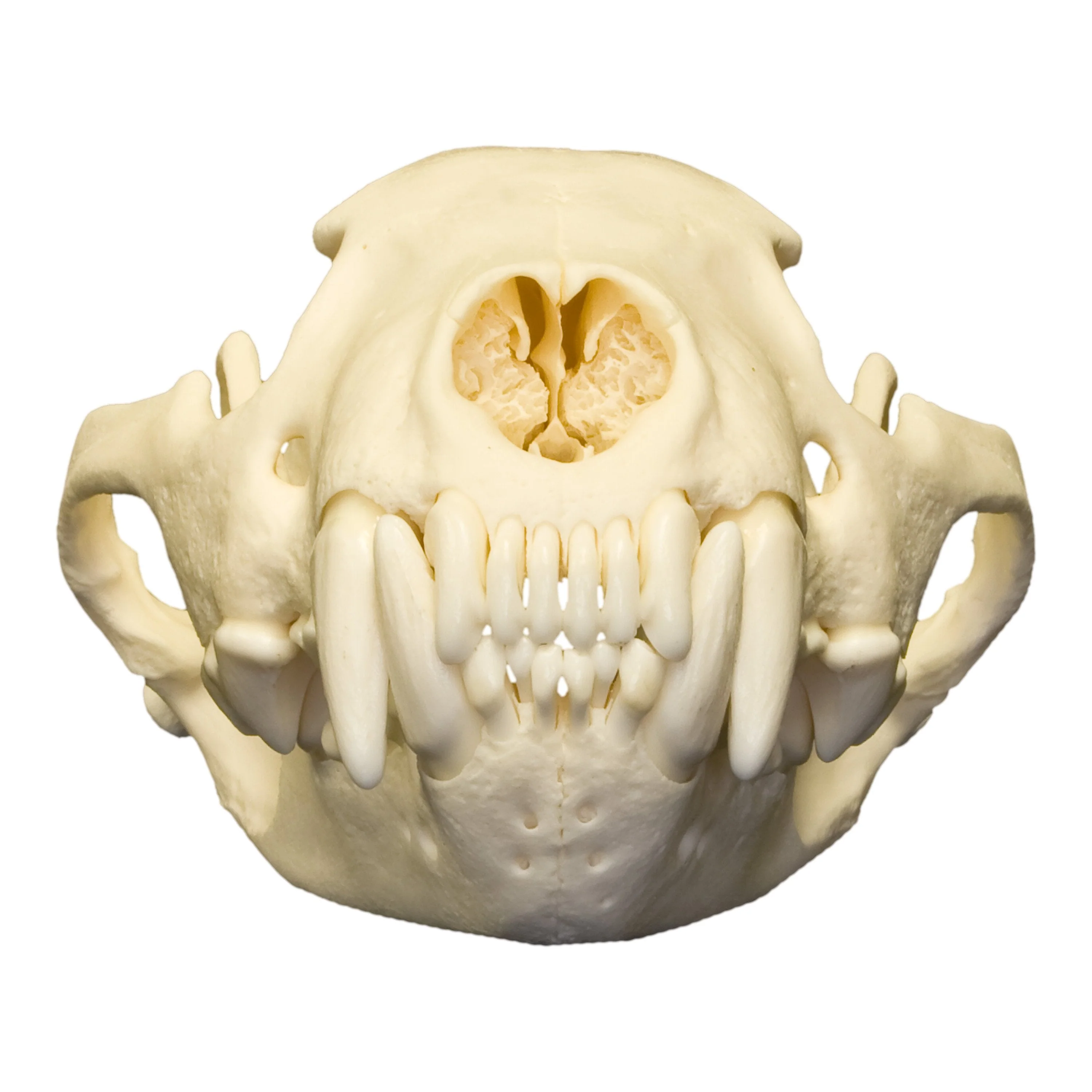 Real Wolverine Skull - Image 3