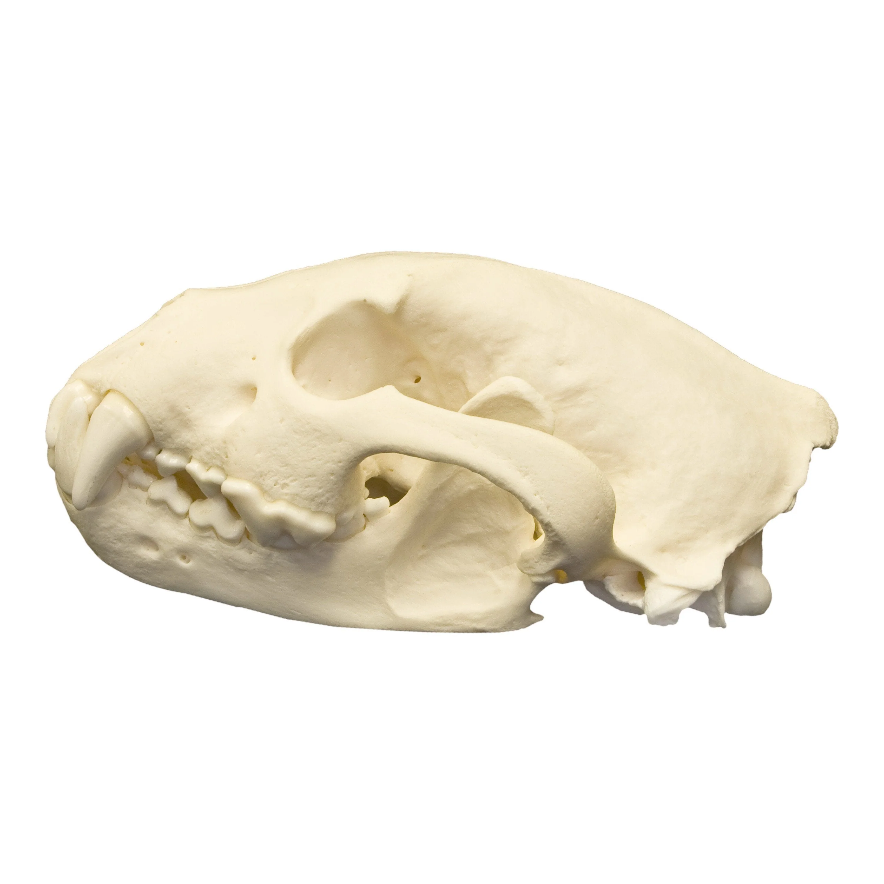 Real Wolverine Skull - Image 4