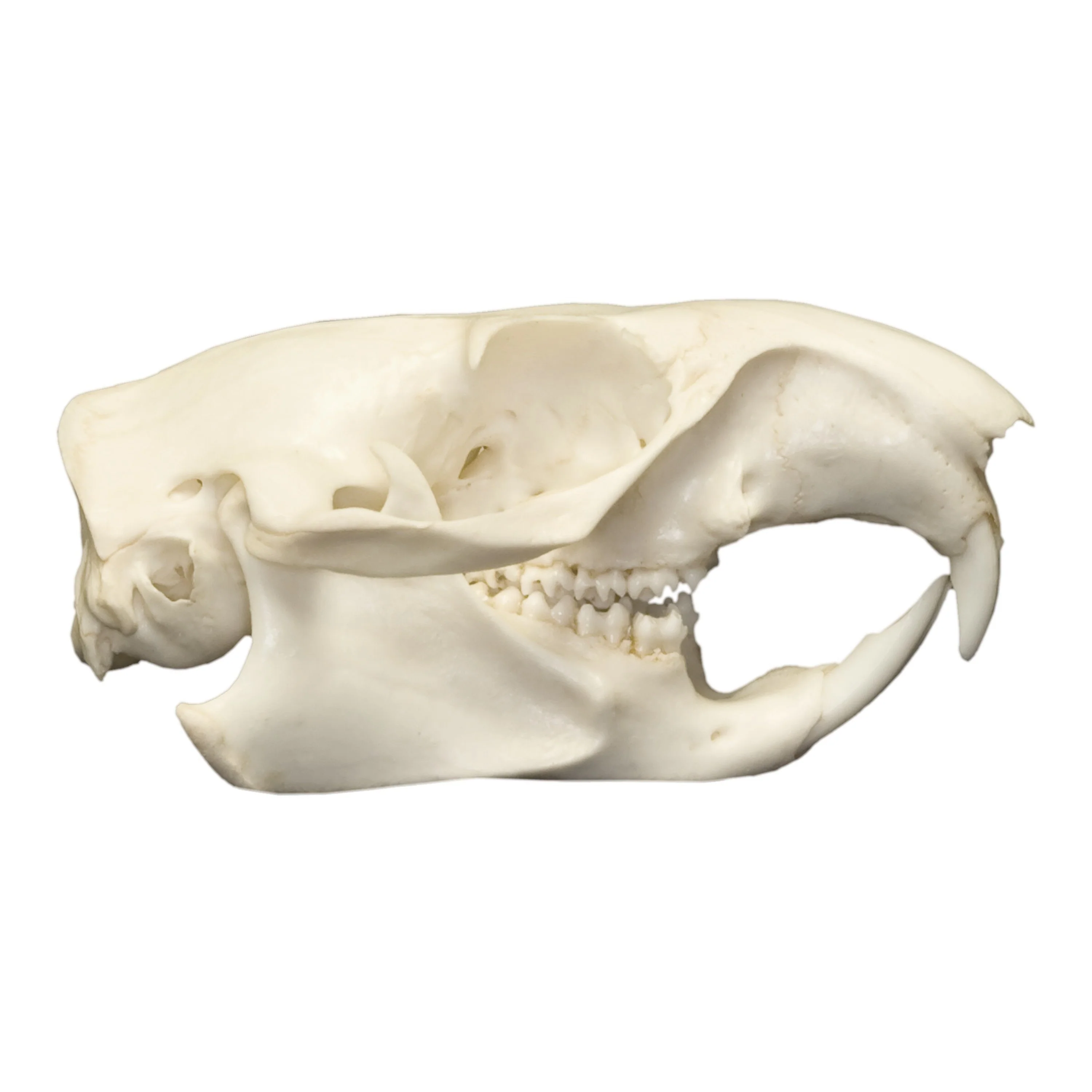 Real Woodchuck / Groundhog Skull - Image 2