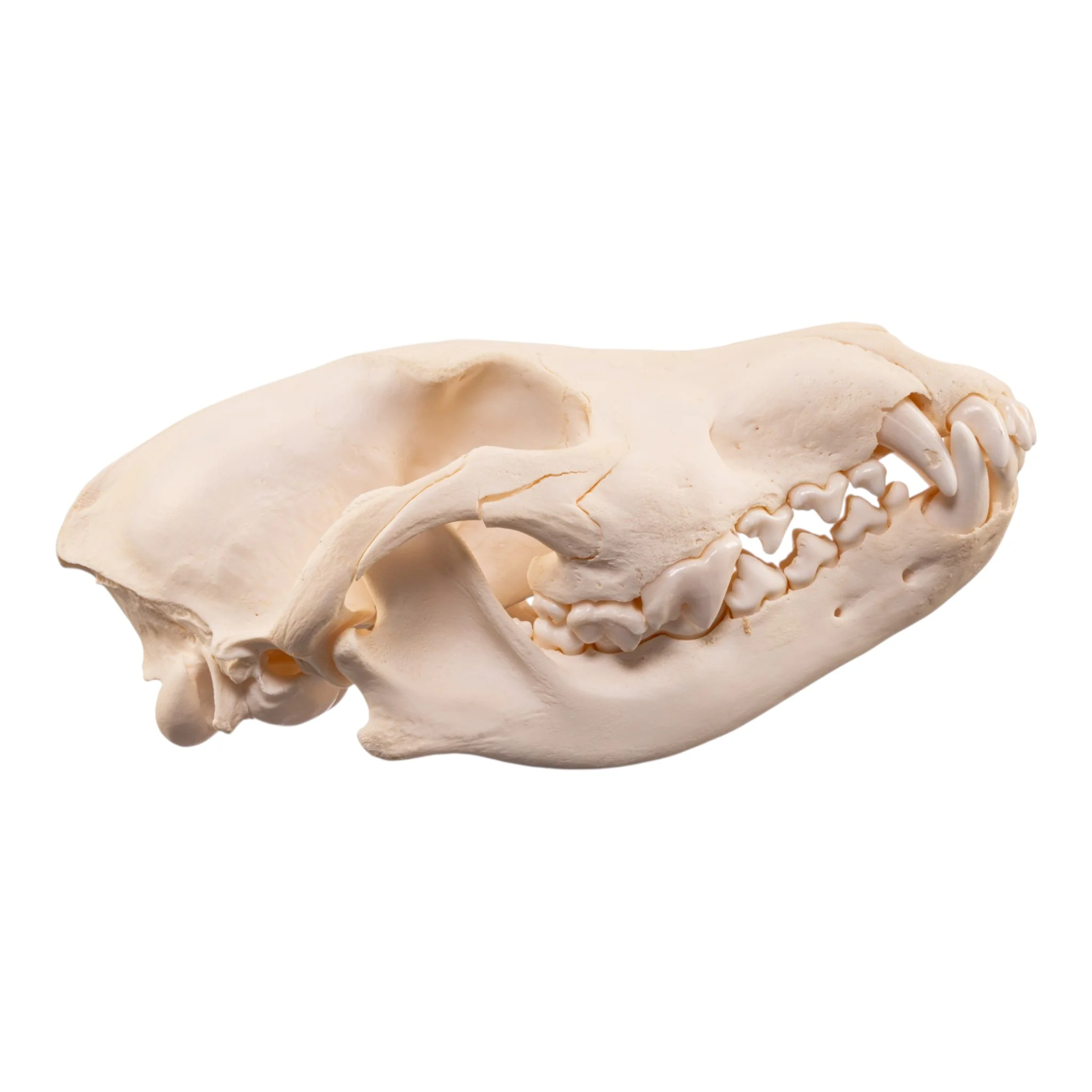 Real Wolf Skull Adolescent -Pathology - Image 2