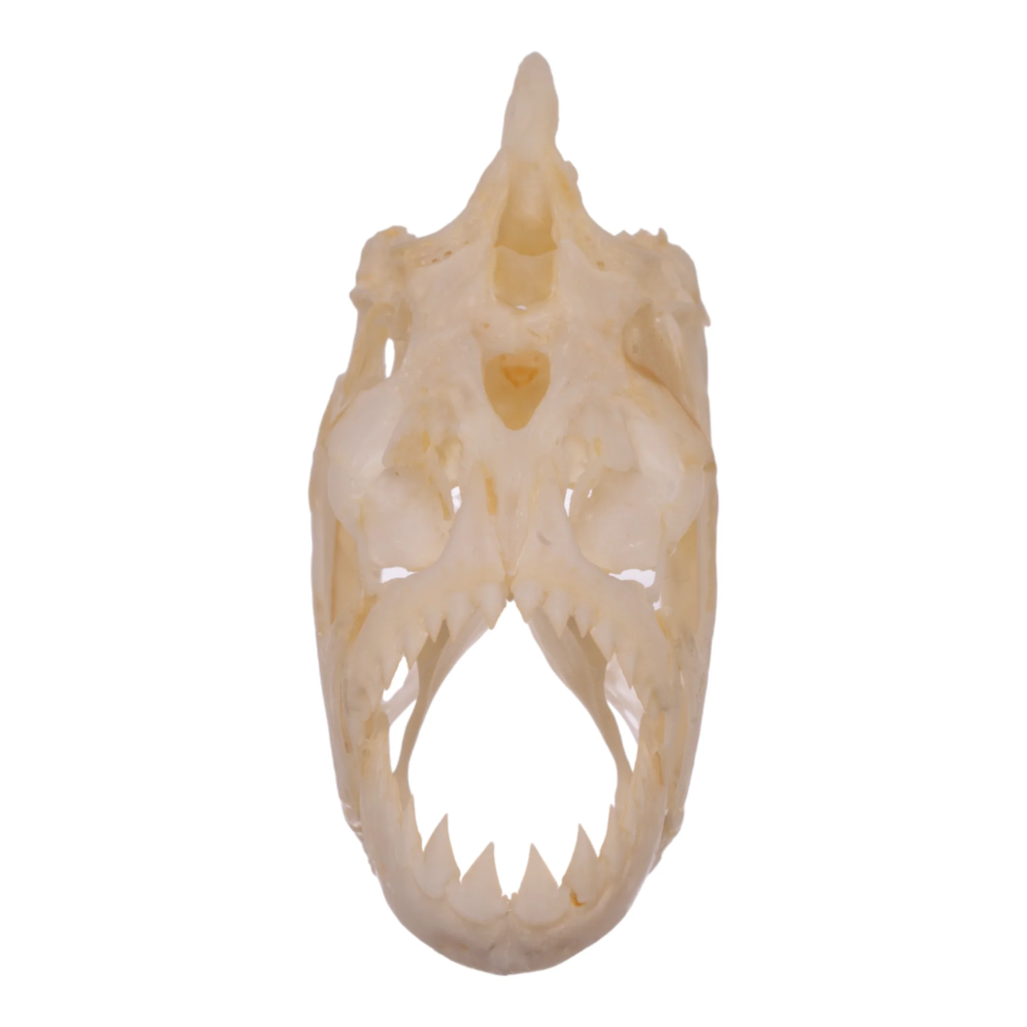 Real Red-bellied Piranha Skull - Image 3
