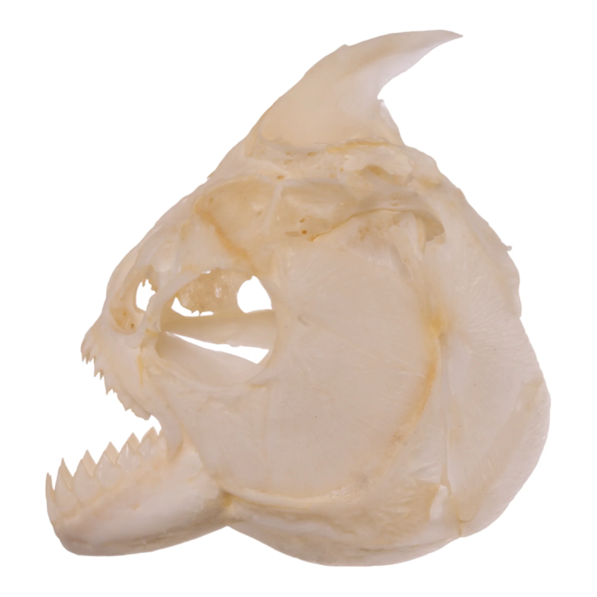 Real Red-bellied Piranha Skull - Image 4