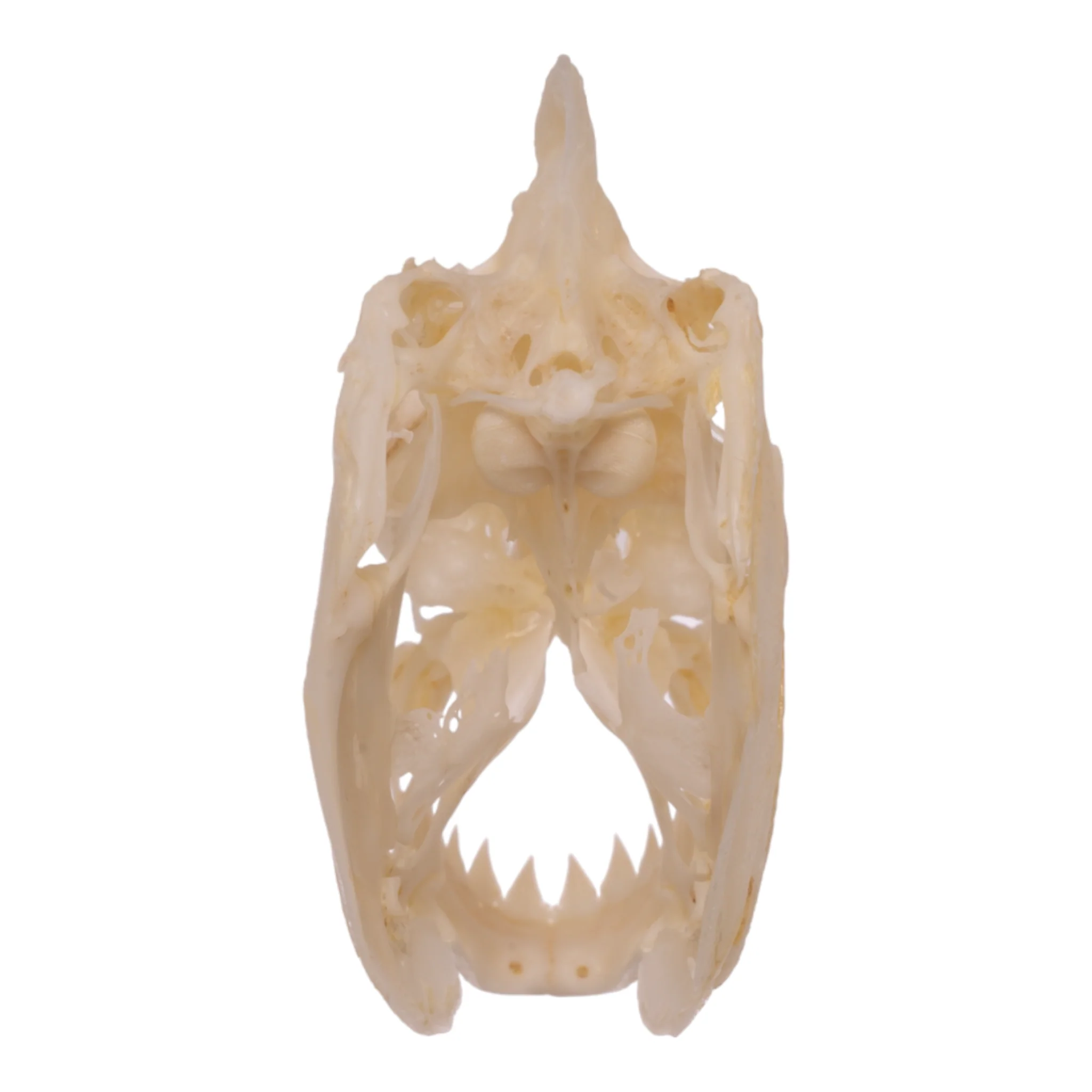 Real Red-bellied Piranha Skull - Image 5