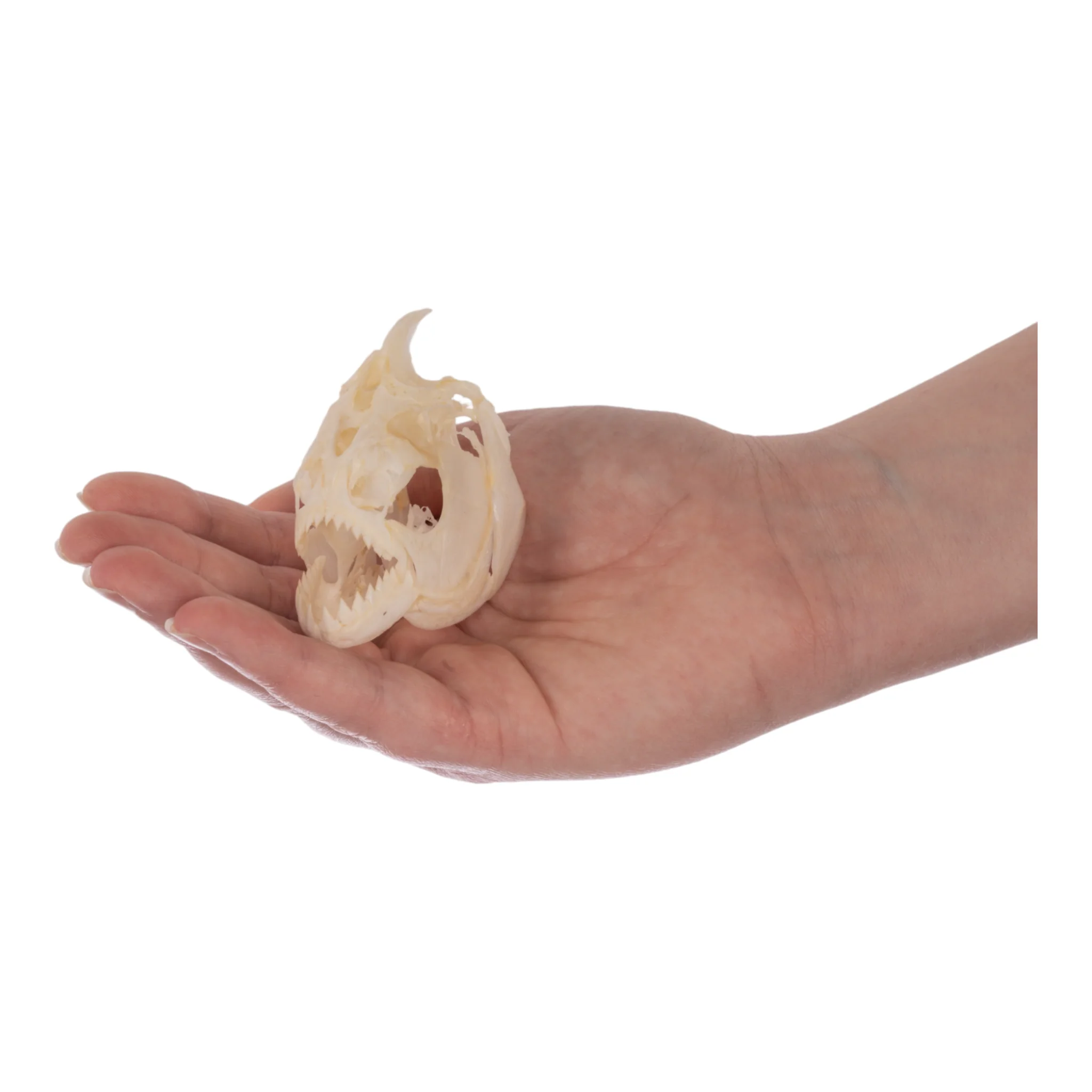 Real Red-bellied Piranha Skull - Image 6