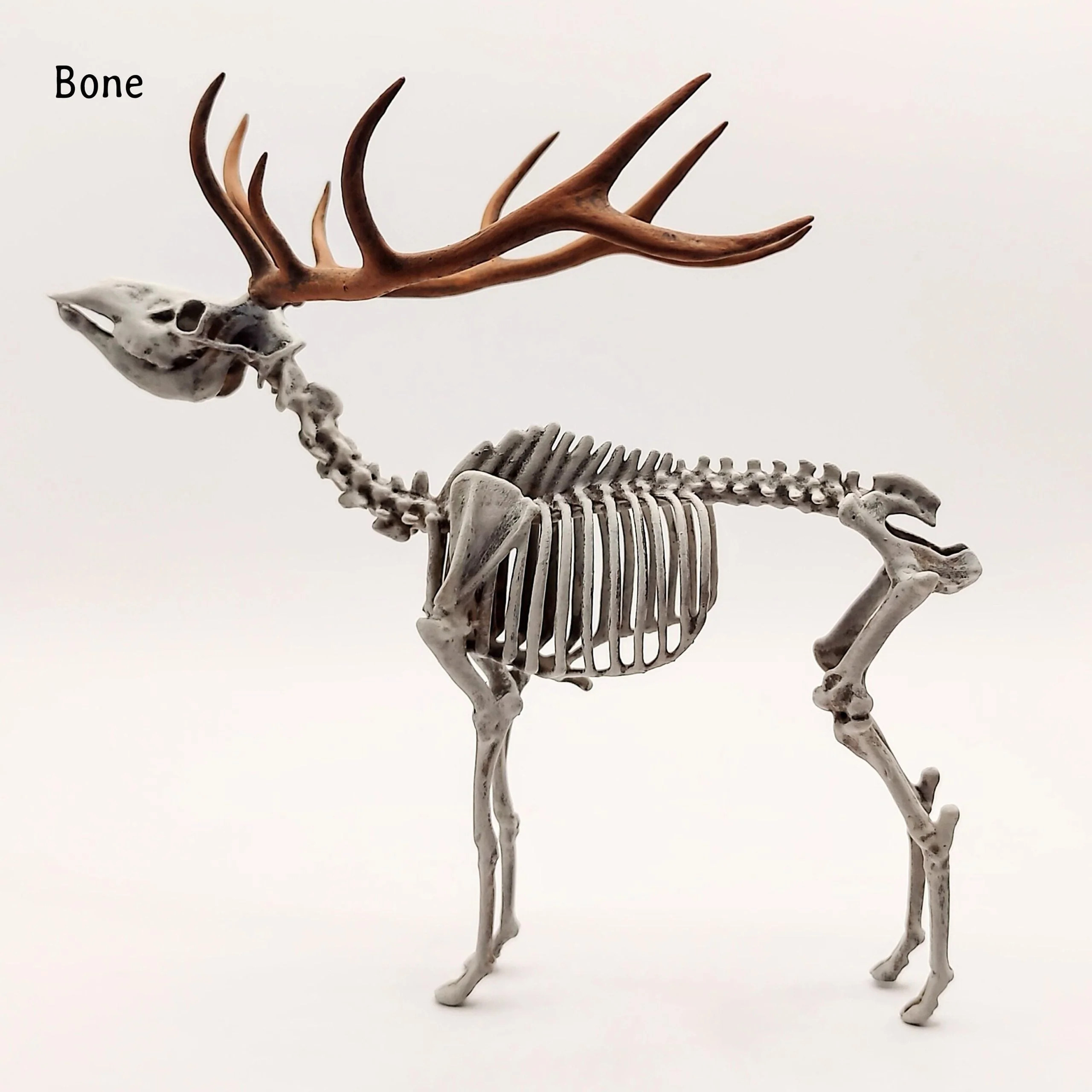 Red Deer Skeleton Replica - 1:18 Scale - Image 2