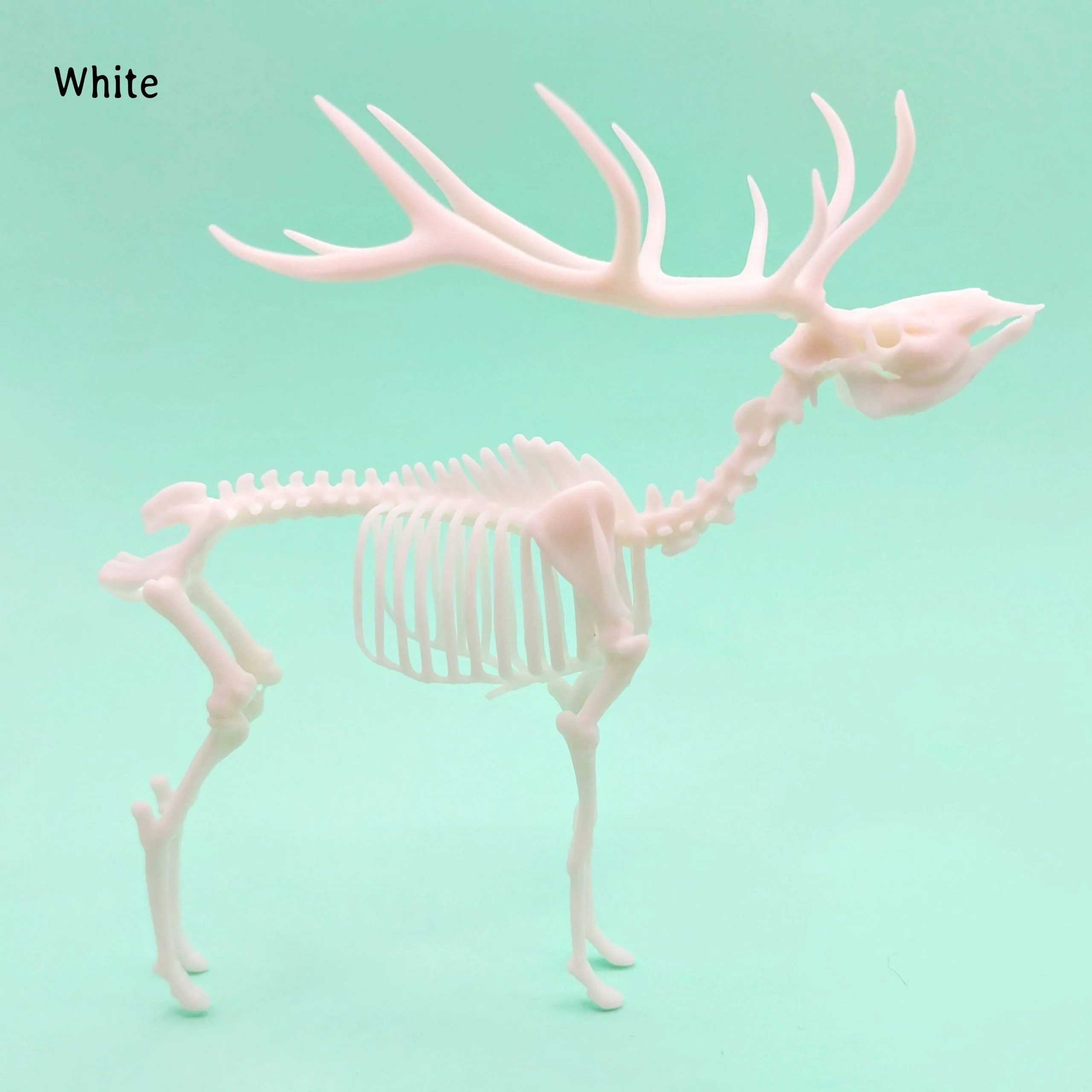 Red Deer Skeleton Replica - 1:18 Scale - Image 3