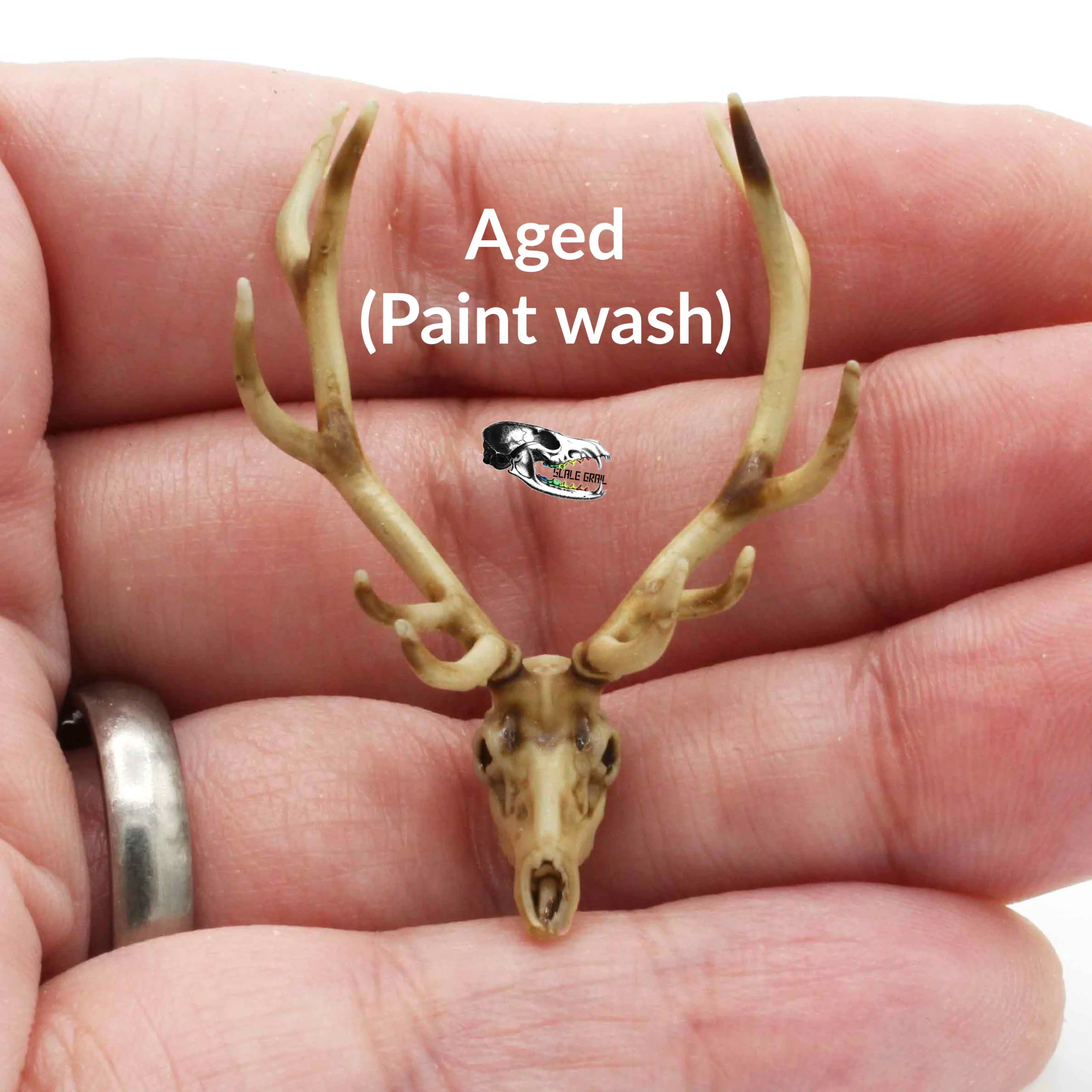 Red Deer Skull Replica - 1:24 Scale - Image 4