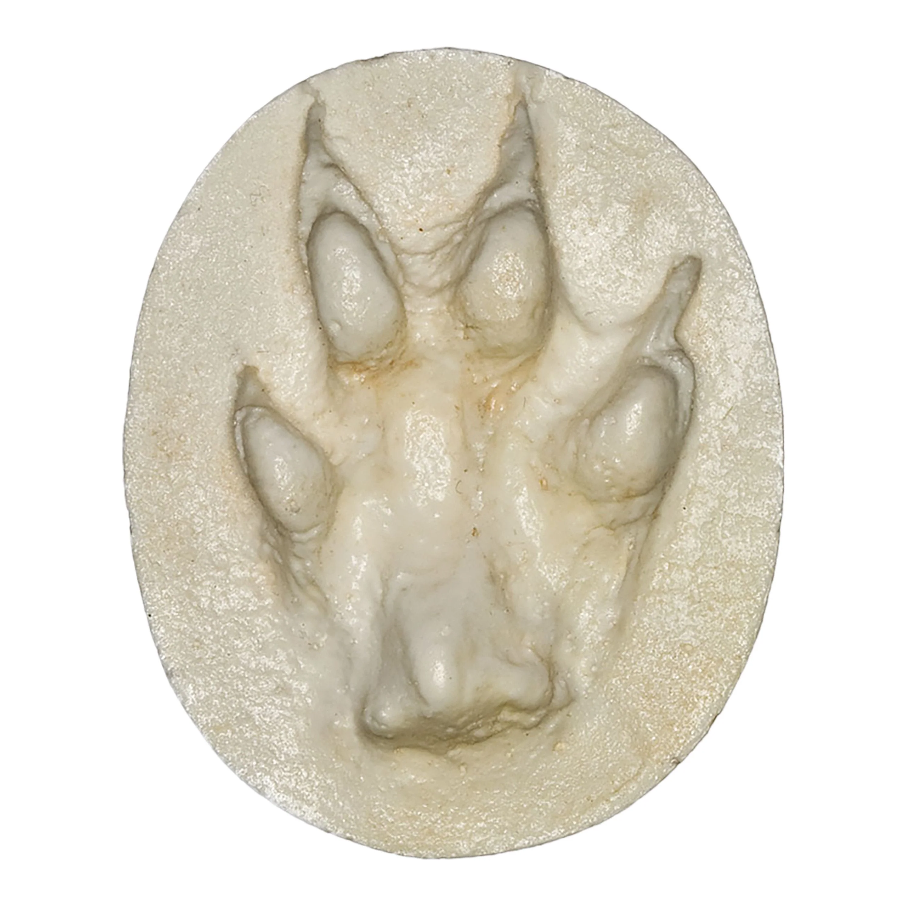 Replica Red Fox Negative Footprint