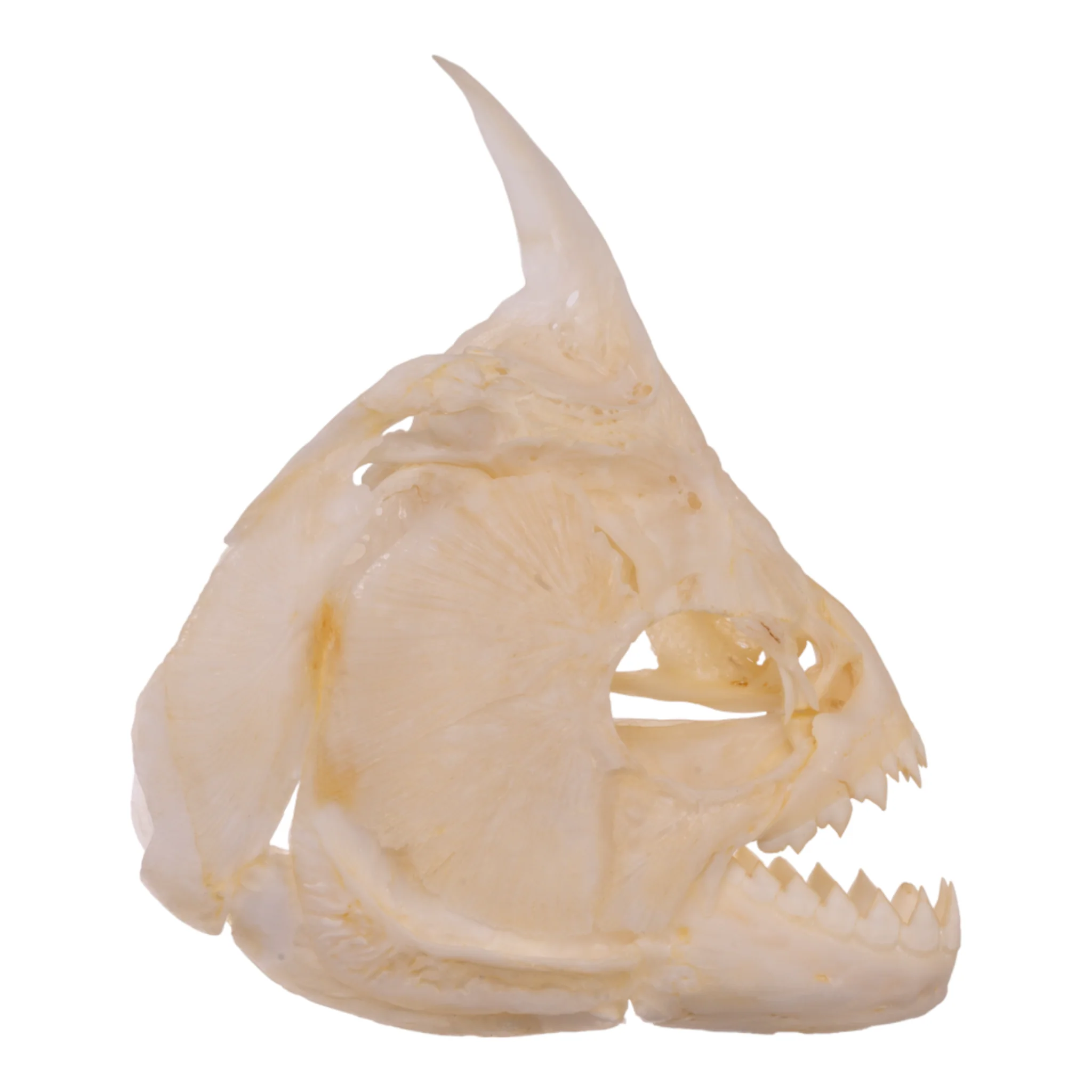 Real Redeye Piranha Skull - Image 2